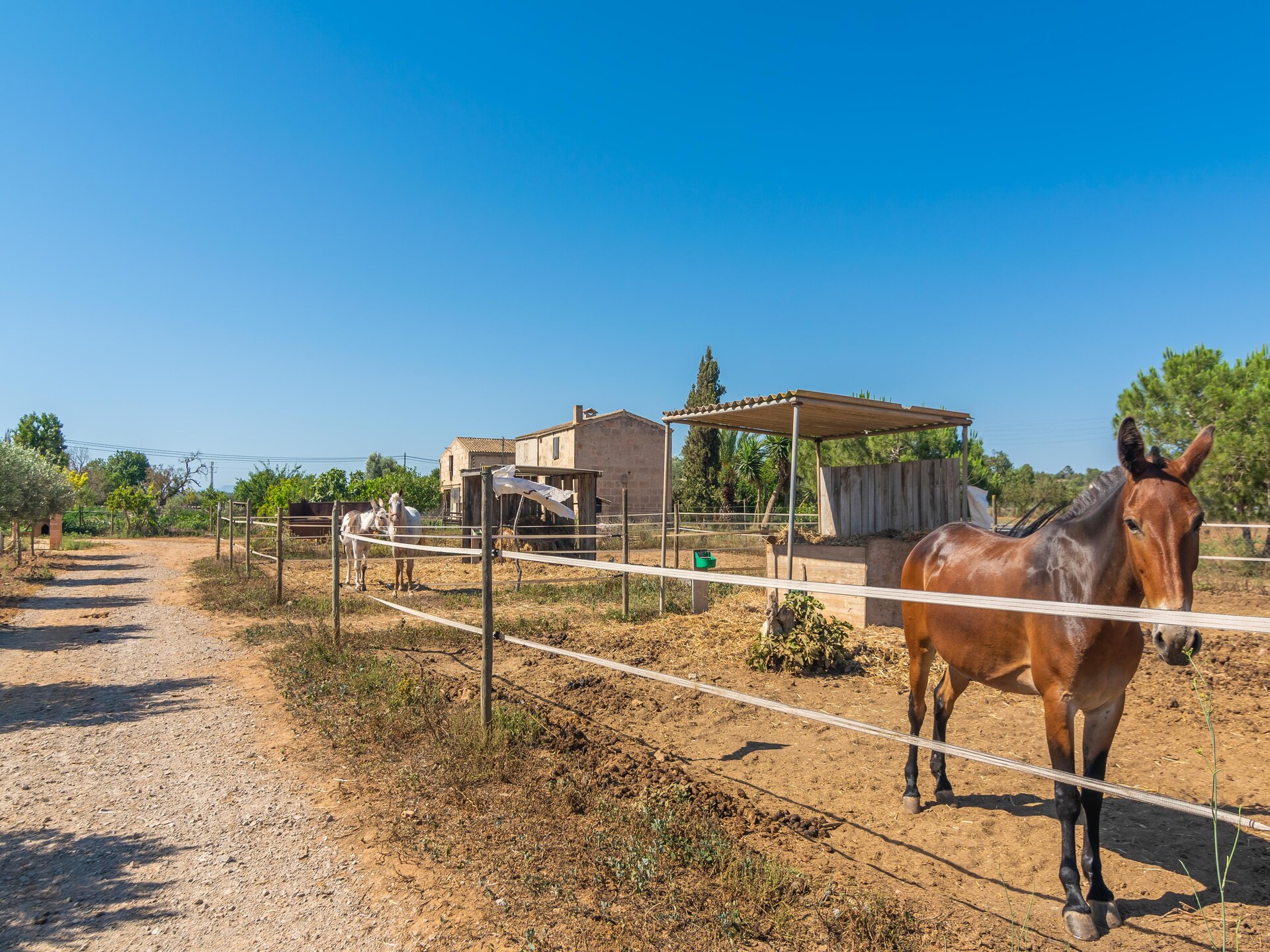 Glamping tent Lo D'en Creus in Campos, Mallorca – rustig aan de golfbaan - foto 39