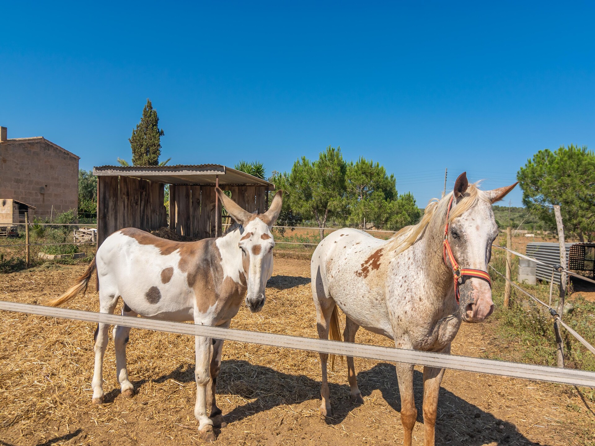 Glamping tent Lo D'en Creus in Campos, Mallorca – rustig aan de golfbaan - foto 40