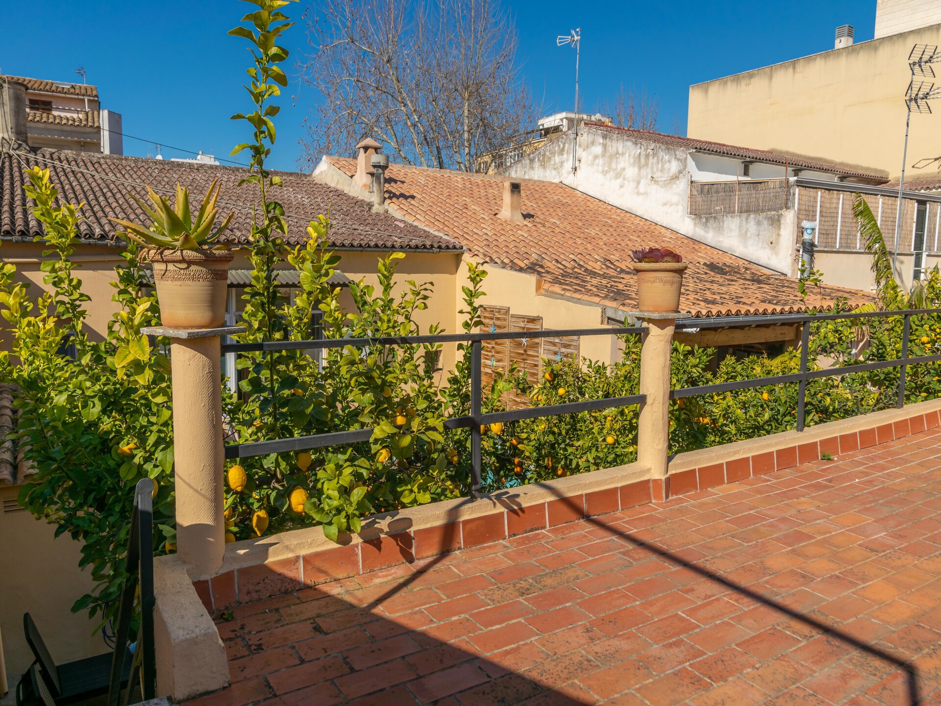Juniper (inca) - foto 43