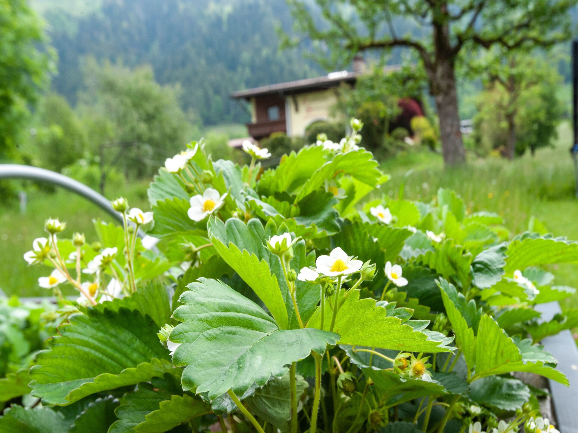Zonnig appartement met dakterras in Ramsau, vlakbij Mayrhofen - foto 31