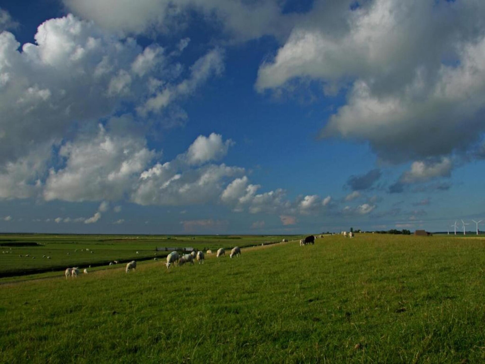 Knus vakantiehuis met watervlakte en Wadden-uitzicht in Tzummarum - foto 27