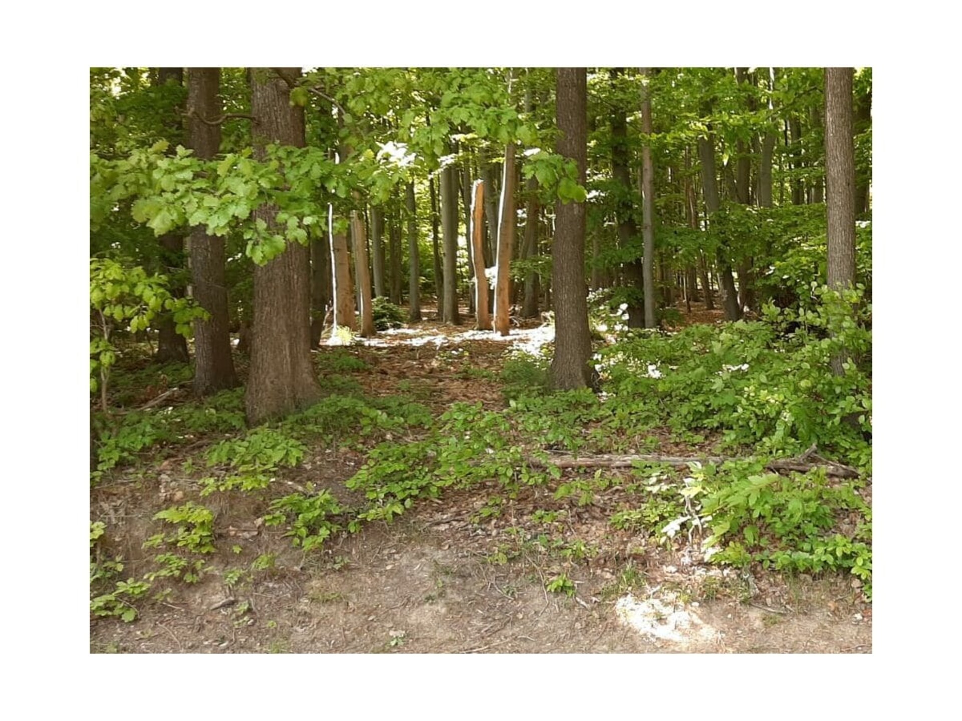 Knus vakantiehuis voor 3 personen aan de rand van Nationaal Park Harz in Ilsenburg - foto 39
