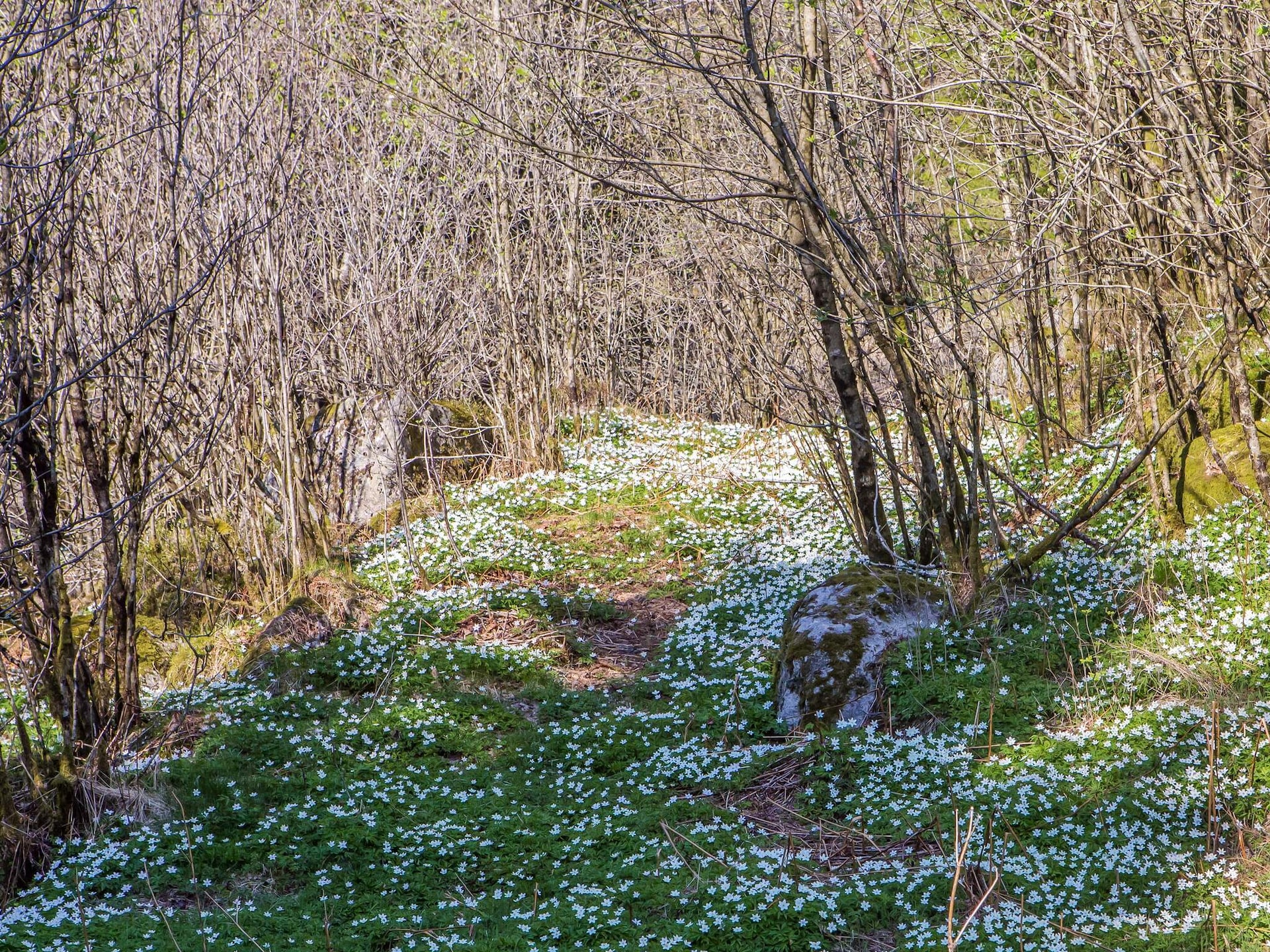 Traditioneel vakantiehuis Beritbu met panoramisch uitzicht bij Lyngdal - foto 6