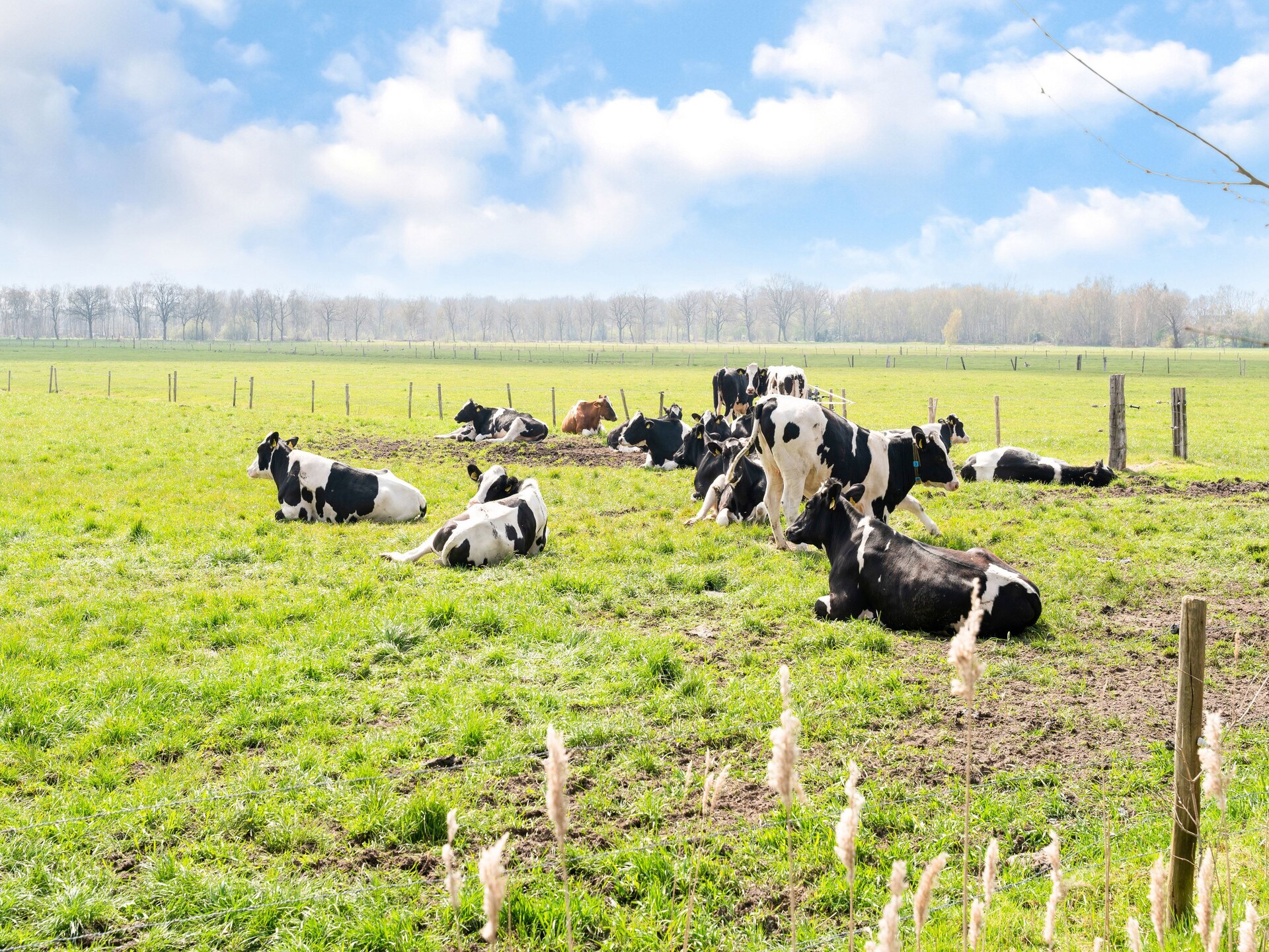 Vrijstaand vakantiehuis met tuin aan de golfbaan in Elim, Drenthe - foto 16