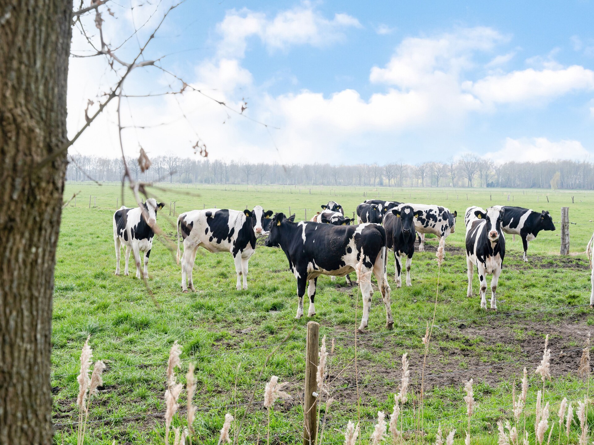 Vrijstaand vakantiehuis met tuin aan de golfbaan in Elim, Drenthe - foto 17