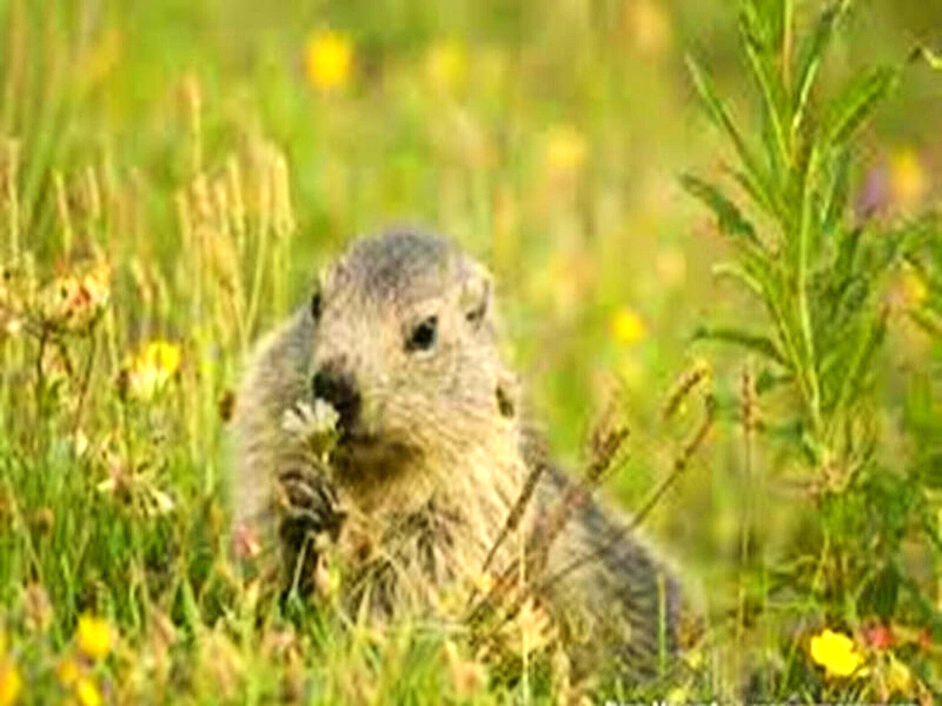 Studio-appartement in hartje Les Orres met uitzicht op de pistes - foto 13