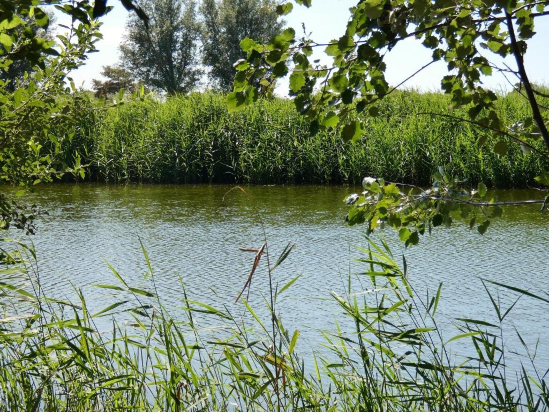 Het Platte Putje nr 2: Knus appartement met tuin, 3,6km van strand, huisdieren welkom - foto 35