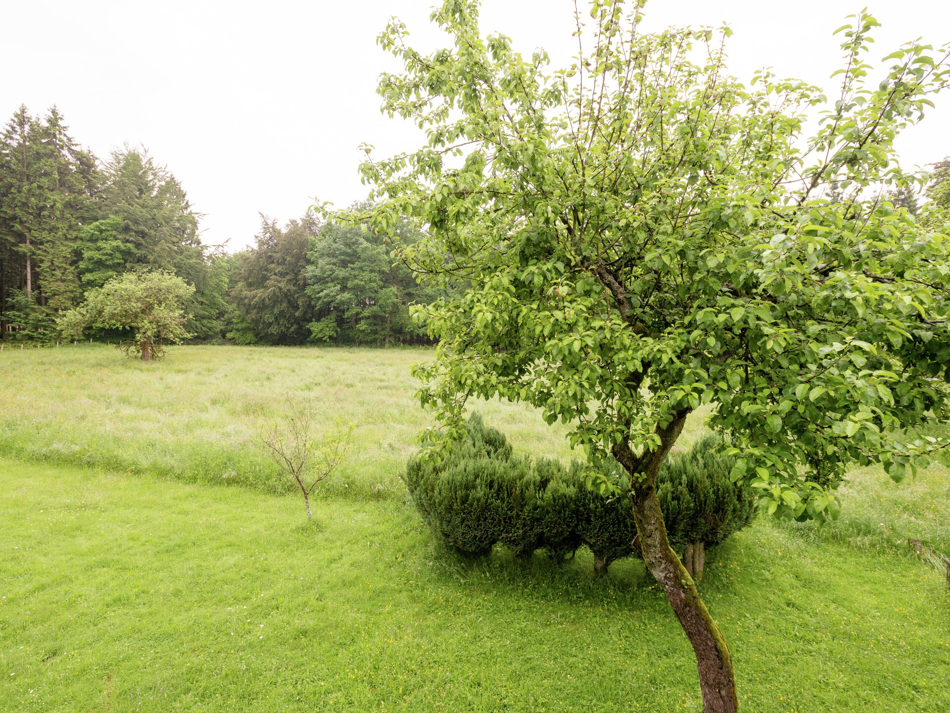 Red Hazels: Ruim vakantiehuis voor 10 in de bossen bij Stavelot - foto 23