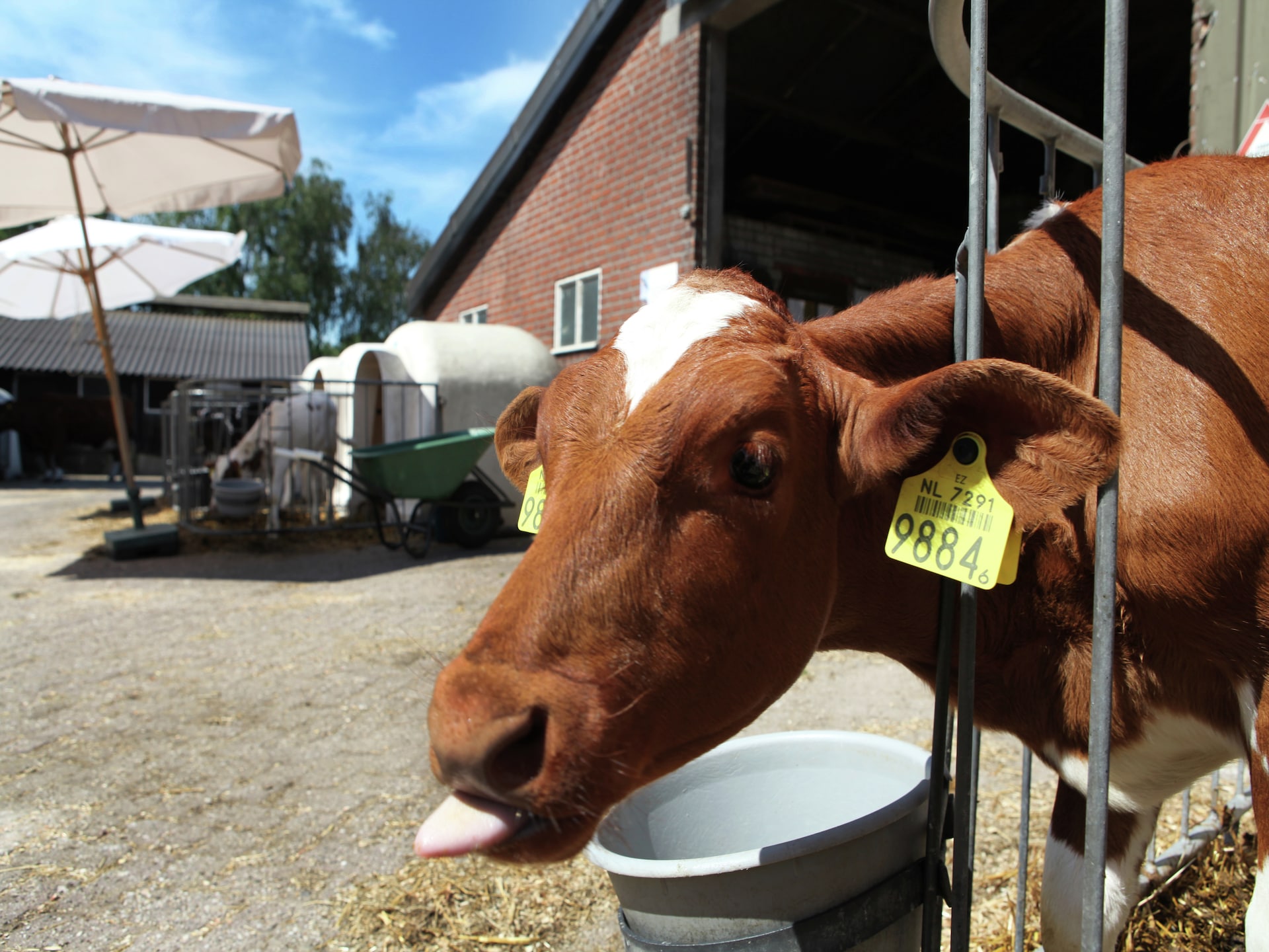 Wijsthoeve: Luxe boerderij voor 18 personen in bosrijk Brabant - foto 33