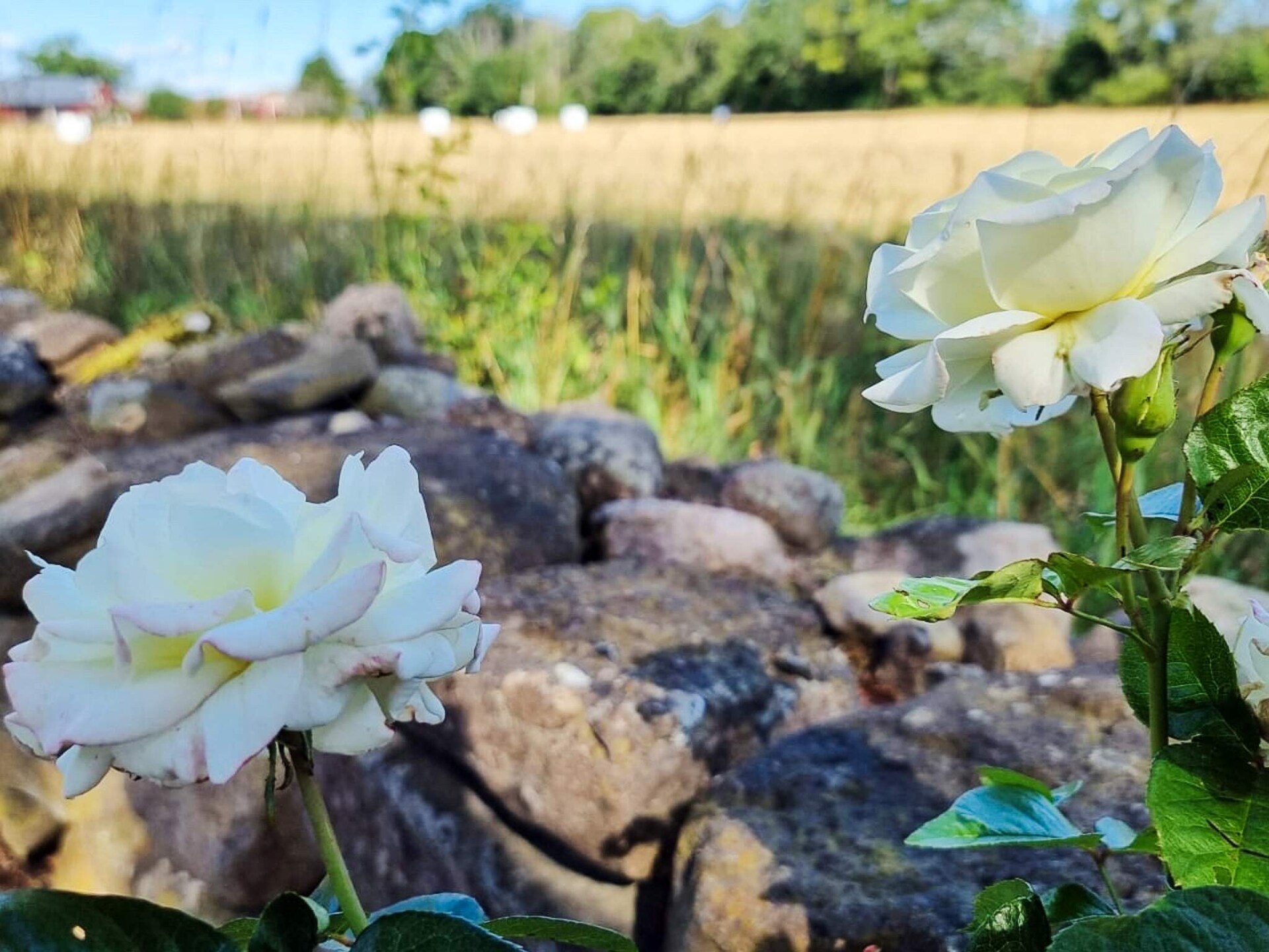 Rustgevend vakantiehuis in het bos van Färjestaden, Öland - foto 9