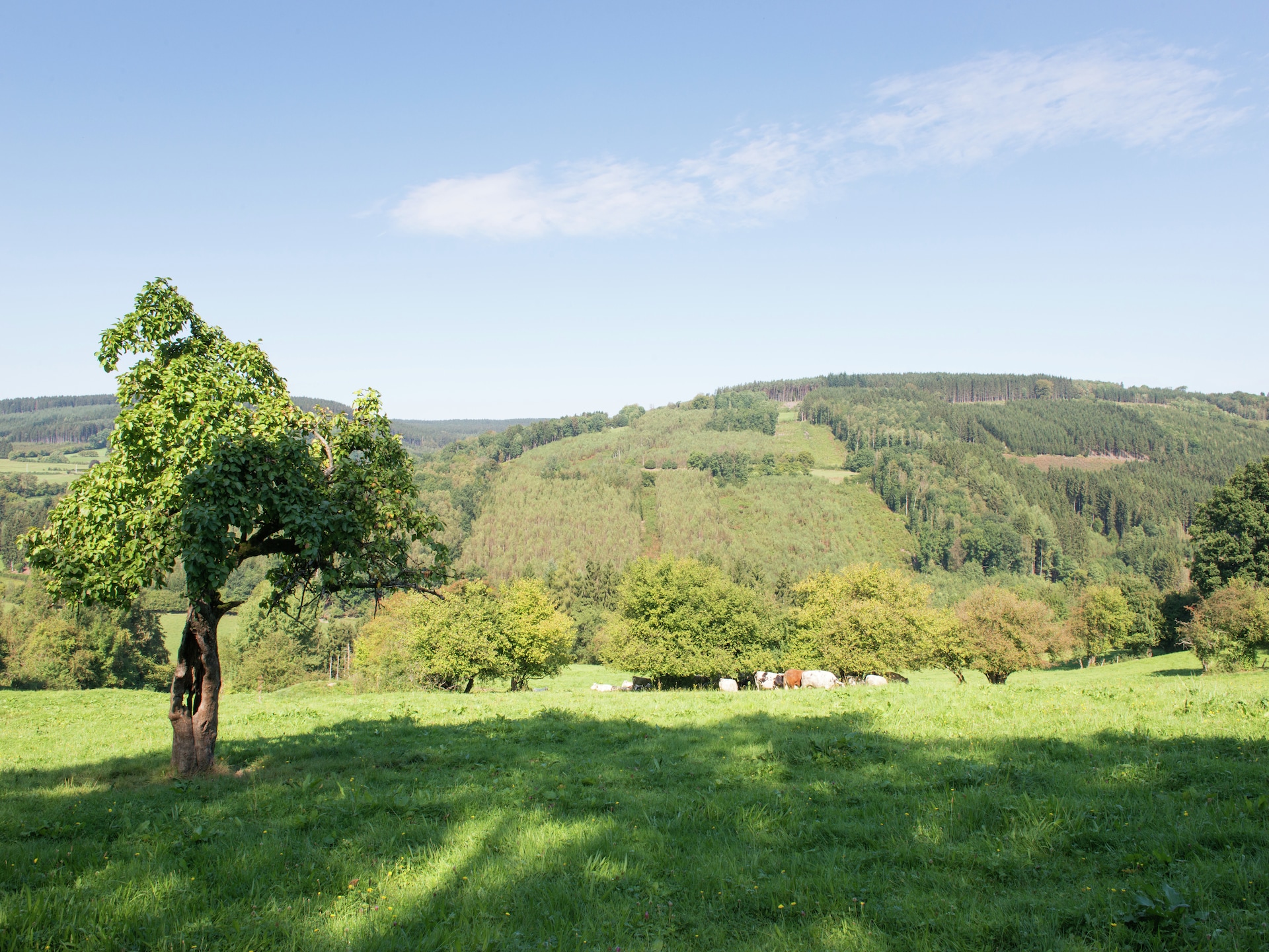 Op 1,0 km van de piste: ruim 14-persoons vakantiehuis in Stoumont-Moulin du Ruy - foto 21