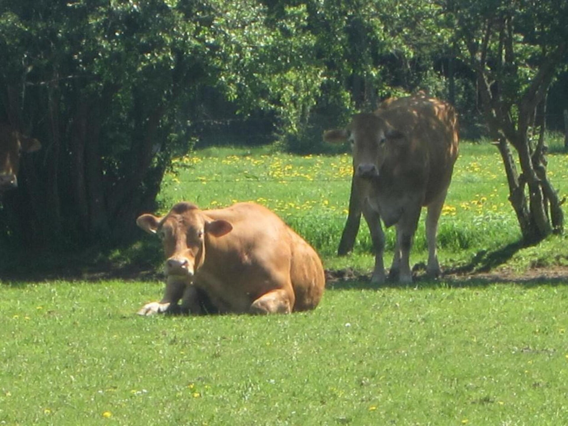 Safaritent voor 5 in de Ardennen bij Dochamps met privéterras - foto 20