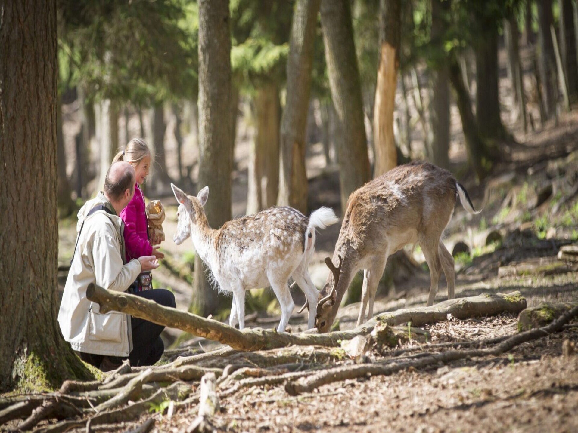 Ranger Lodge in Dochamps: Glamping voor 8 met panoramisch Ardennen uitzicht - foto 29