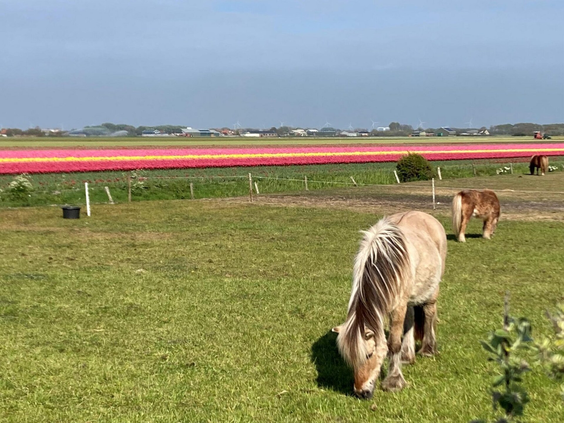Knus vakantiehuis Belkmerduinen 05: strand, duinen en rust in Sint Maartenszee - foto 23