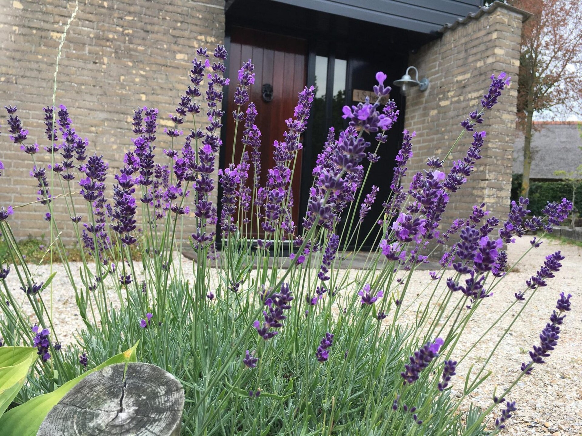 Vrijstaande bungalow De Schelp 7 met privacyvolle tuin in Sint Maartenszee - foto 15