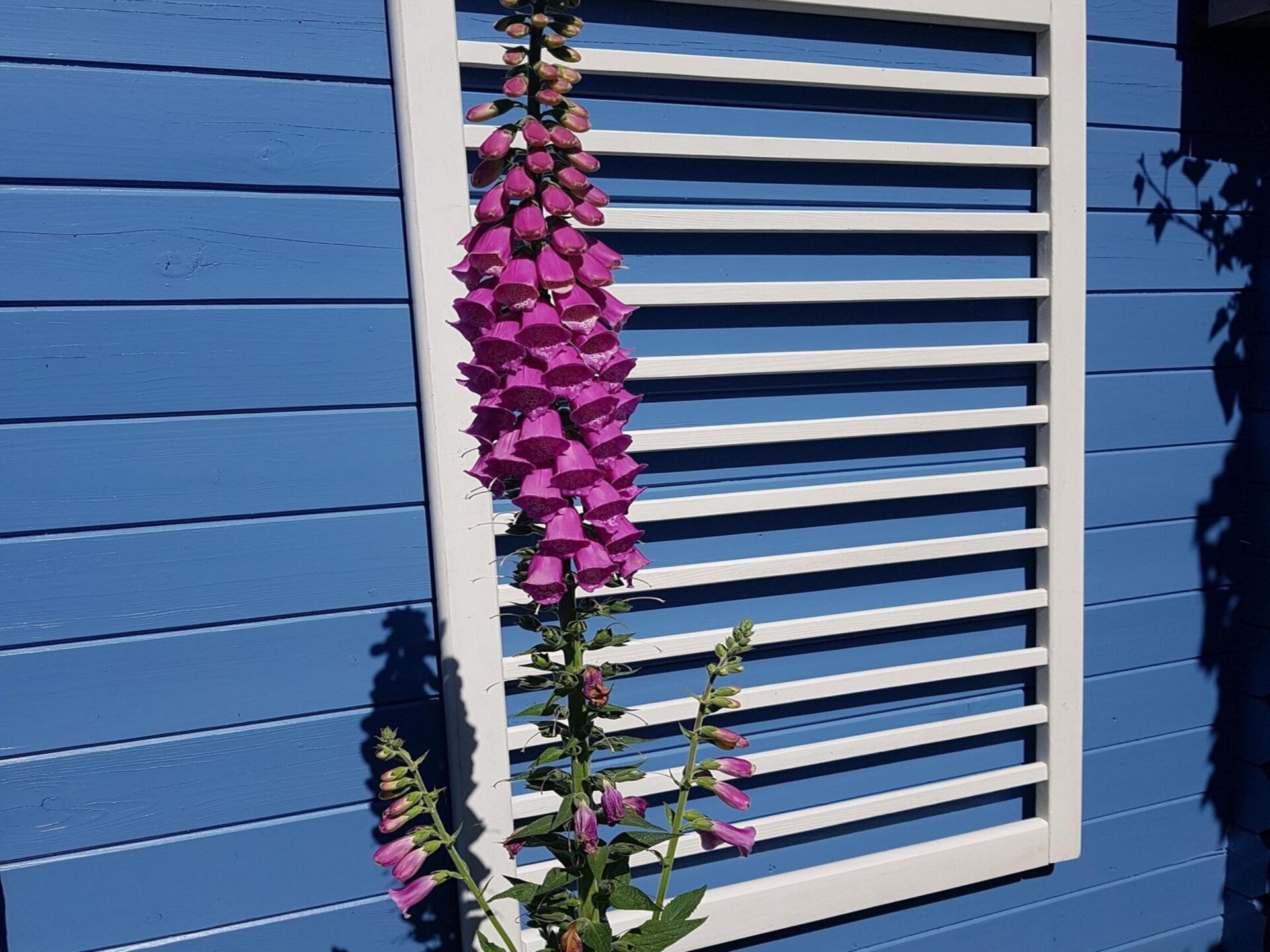 Sfeervolle bungalow Eb en Vloed 53 aan de Noord-Hollandse kust - foto 17