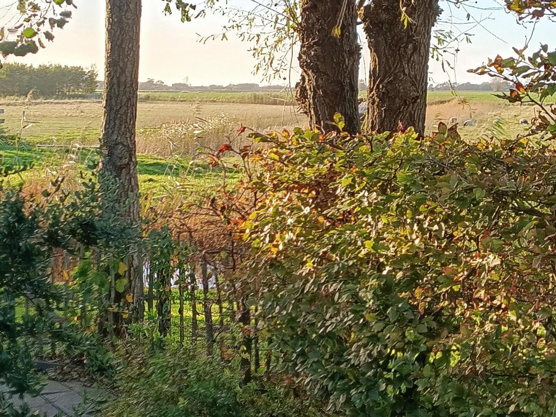 Vrijstaand vakantiehuis in rustige omgeving nabij het Noordzeestrand - foto 17