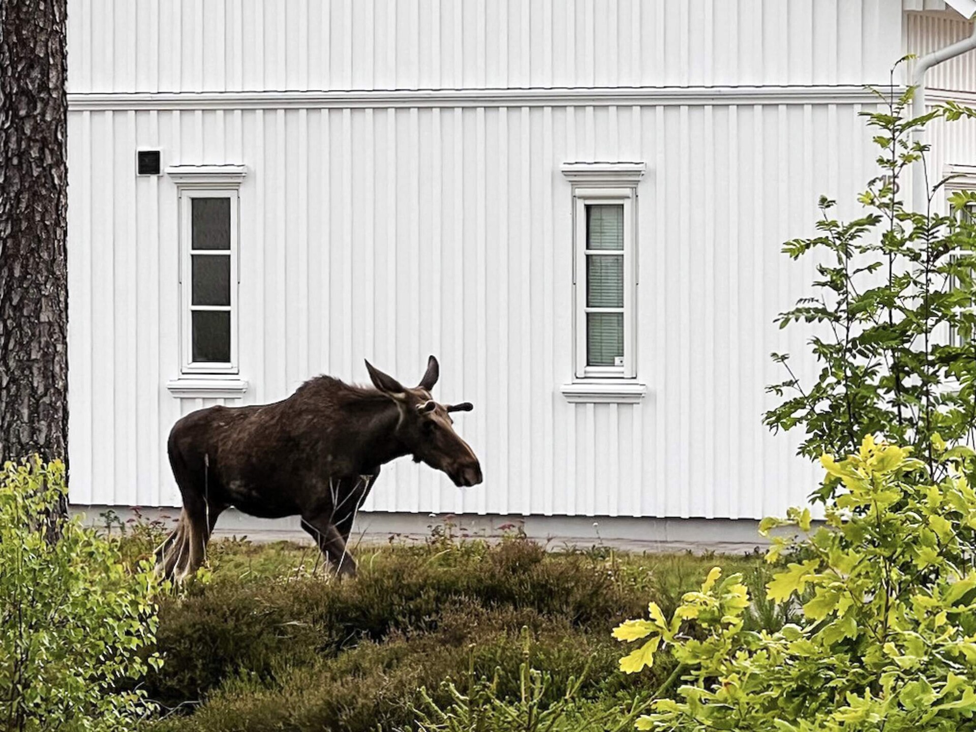 Modern vakantiehuis met privé-zwembad, sauna & zeezicht bij Engelsviken - foto 3