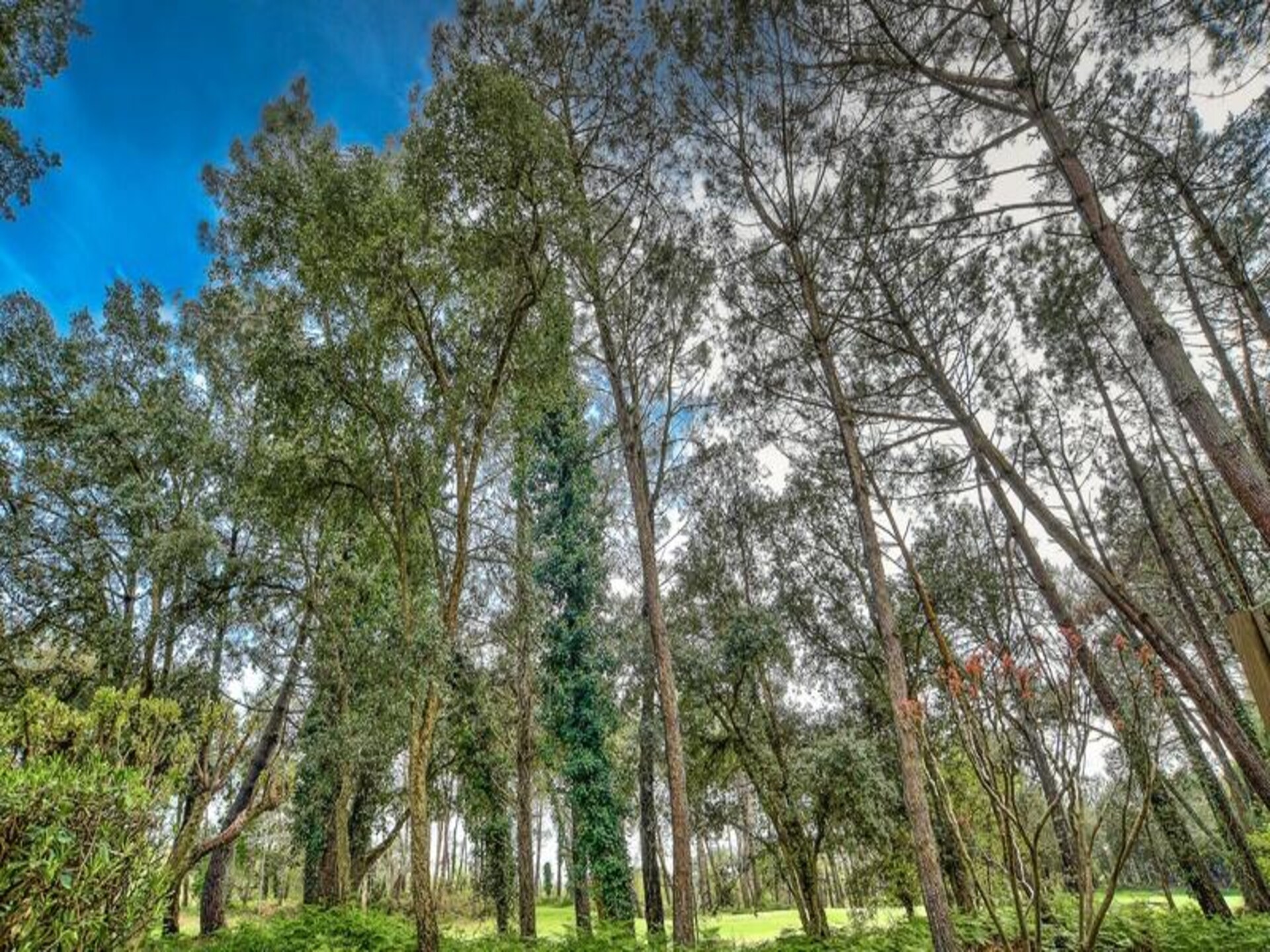 Golfvilla in pijnbomenbos met terras vlakbij de oceaan - foto 27