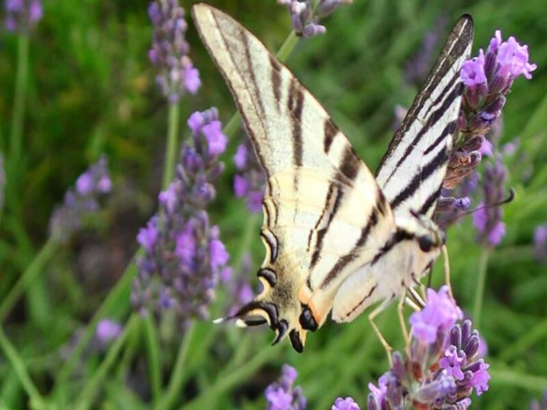Provençaalse Mas met gedeeld zwembad op 6 hectare natuur bij Flayosc - foto 14