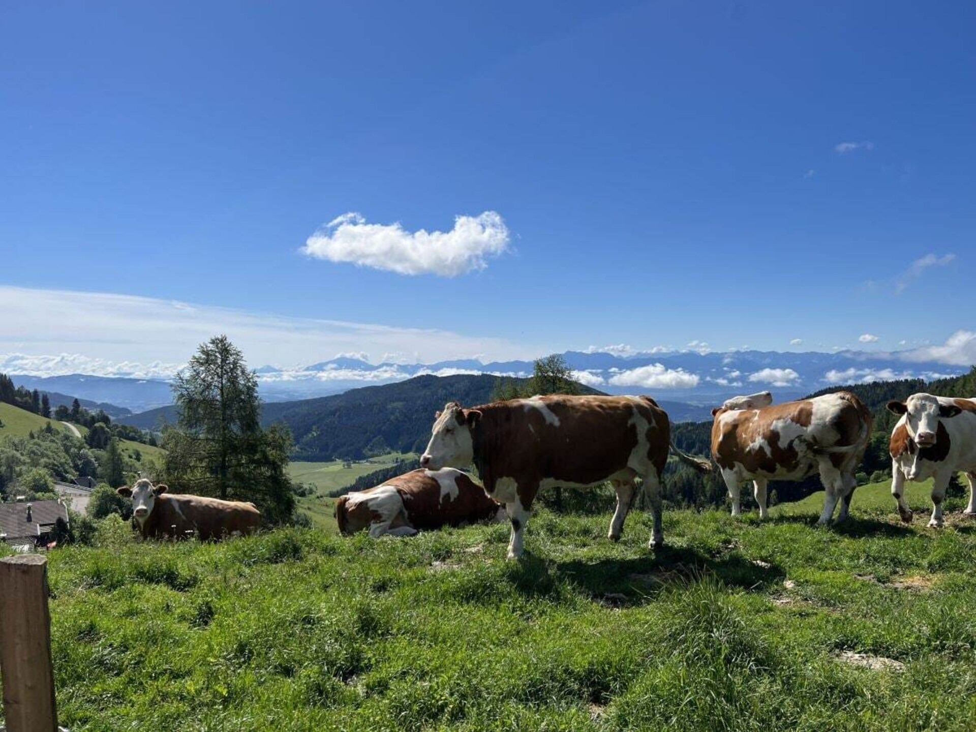 Zonnig vakantiehuis op 1200m met panoramisch uitzicht bij St. Urban - foto 28
