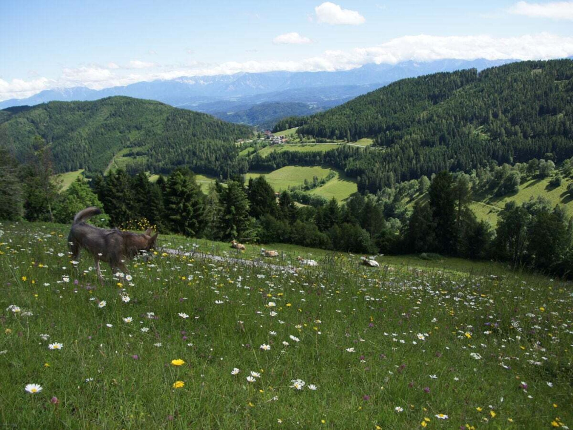 Zonnig vakantiehuis op 1200m met panoramisch bergzicht in St.Urban - foto 25