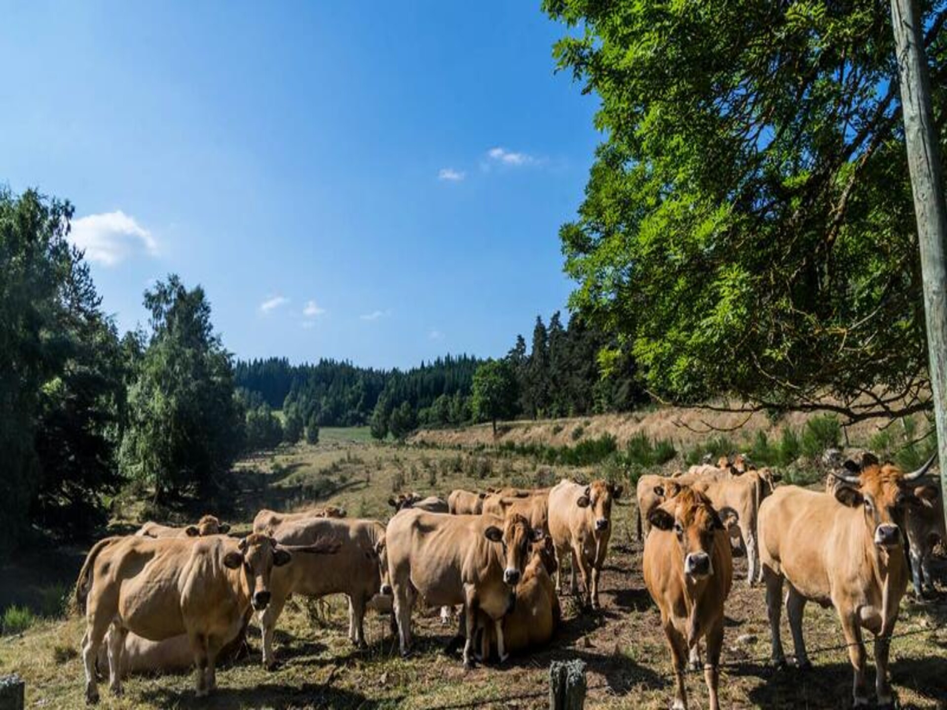 Authentiek stenen huis in Auroux met zwembad en grote tuin - foto 21