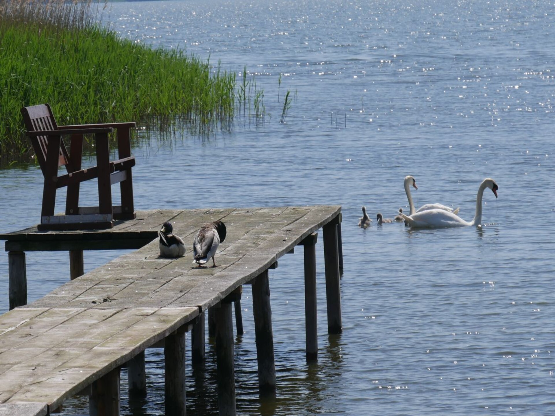 Ruime woonboot voor 6 personen aan de Kroesliner See in Kröslin · 75 m² - foto 17
