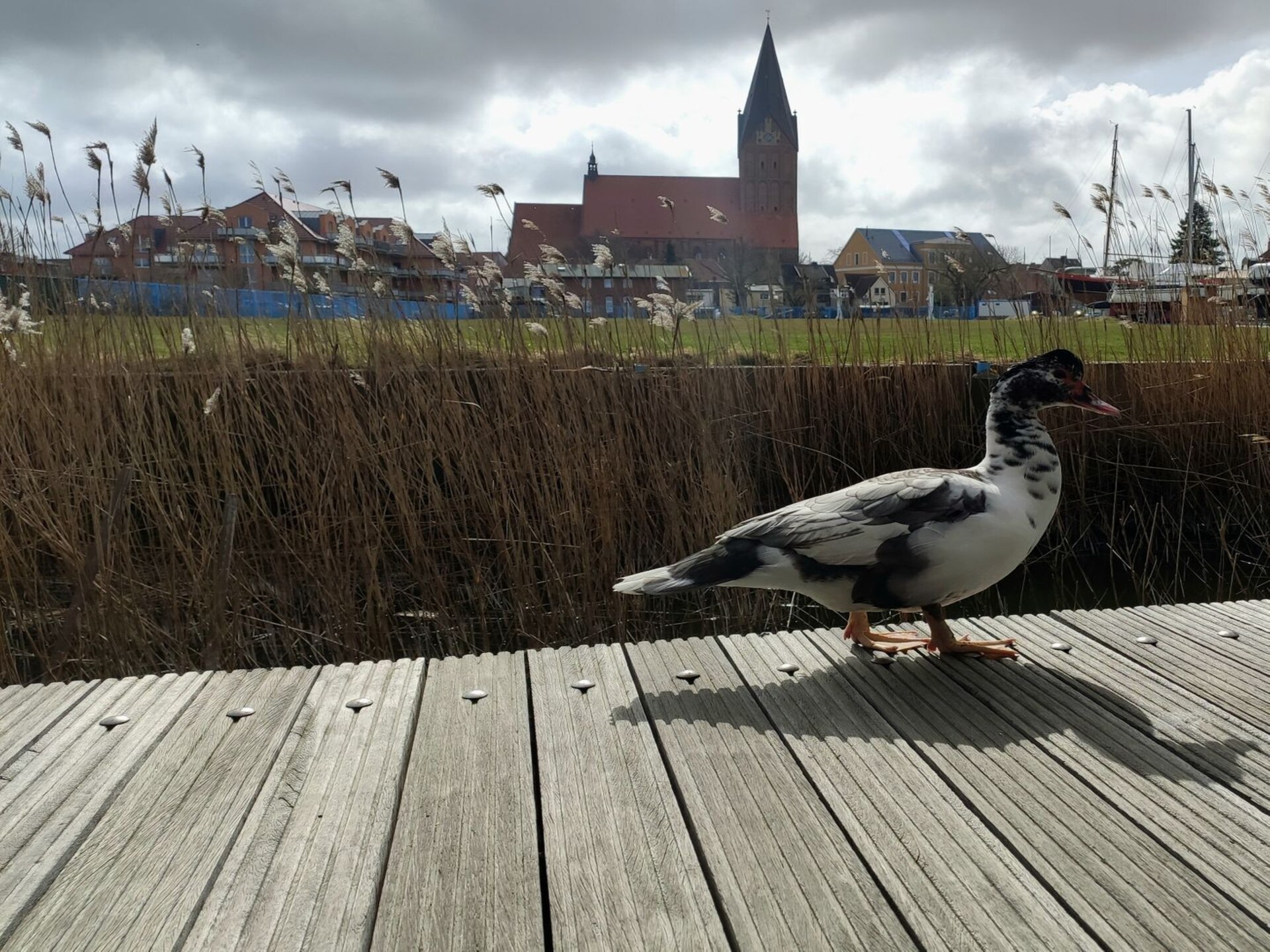 4-persoons woonboot in het centrum van Barth nabij de zee - foto 16