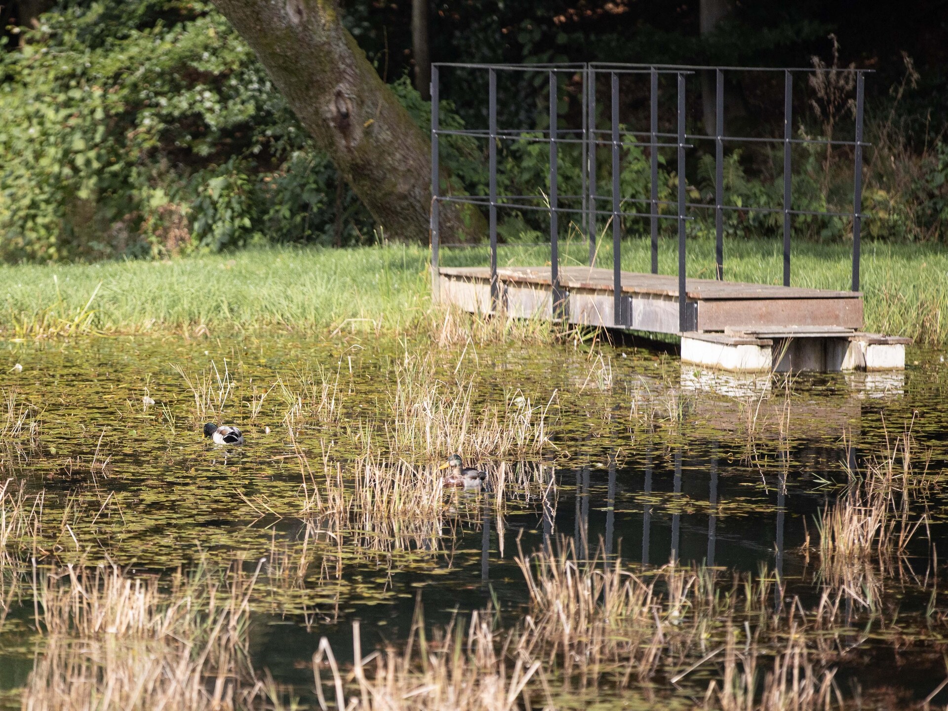 Knusse houten vakantiehut aan het water in Vencimont, Ardennen - foto 19