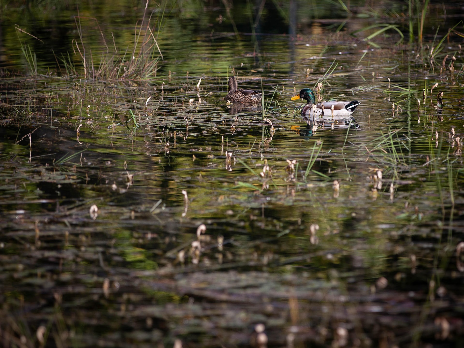 Cabane The Early Birds: Uniek vakantiehuis in Vencimont - foto 27