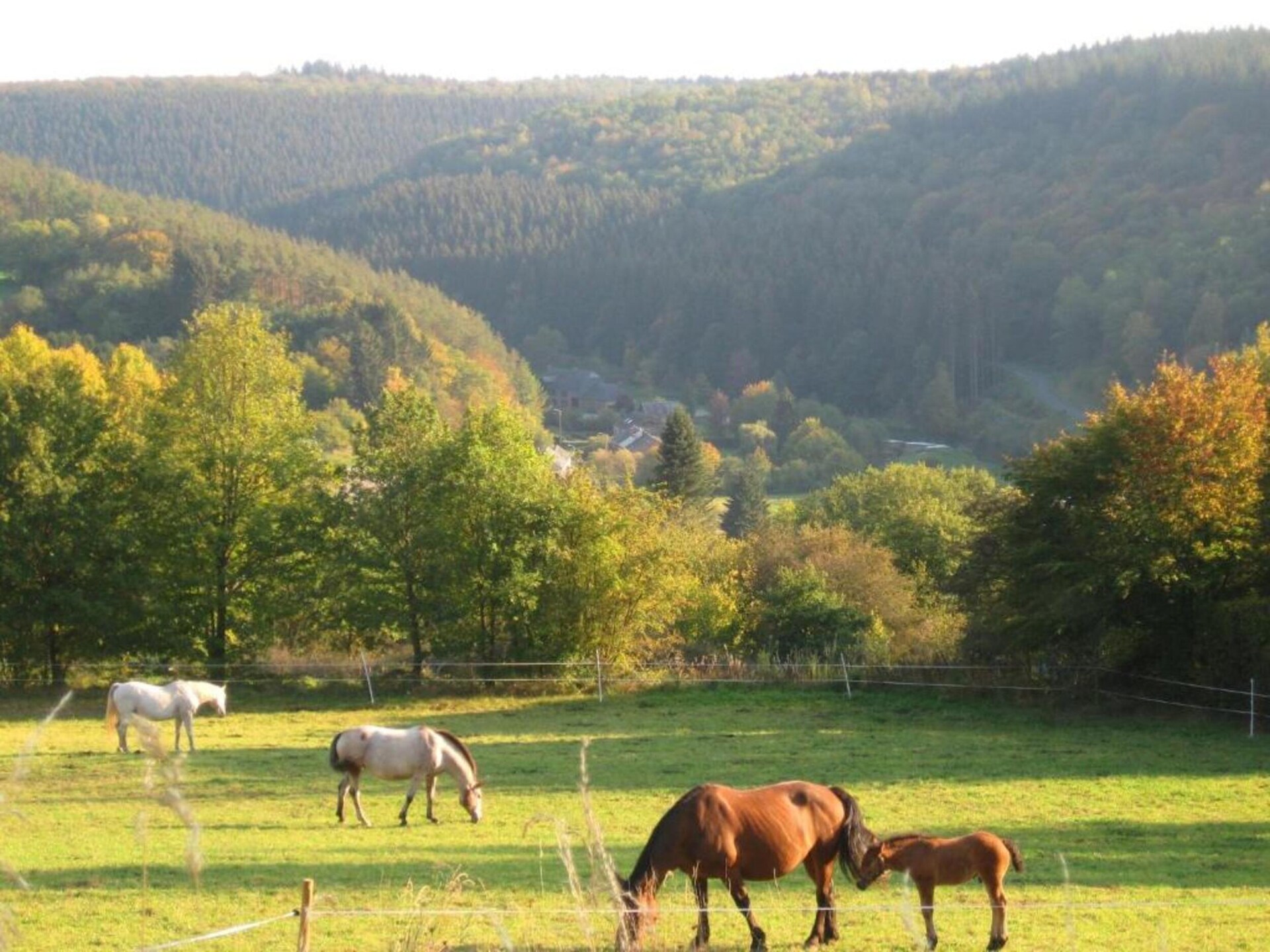 Knusse bosrijke cabane voor 4 in Vencimont - foto 30