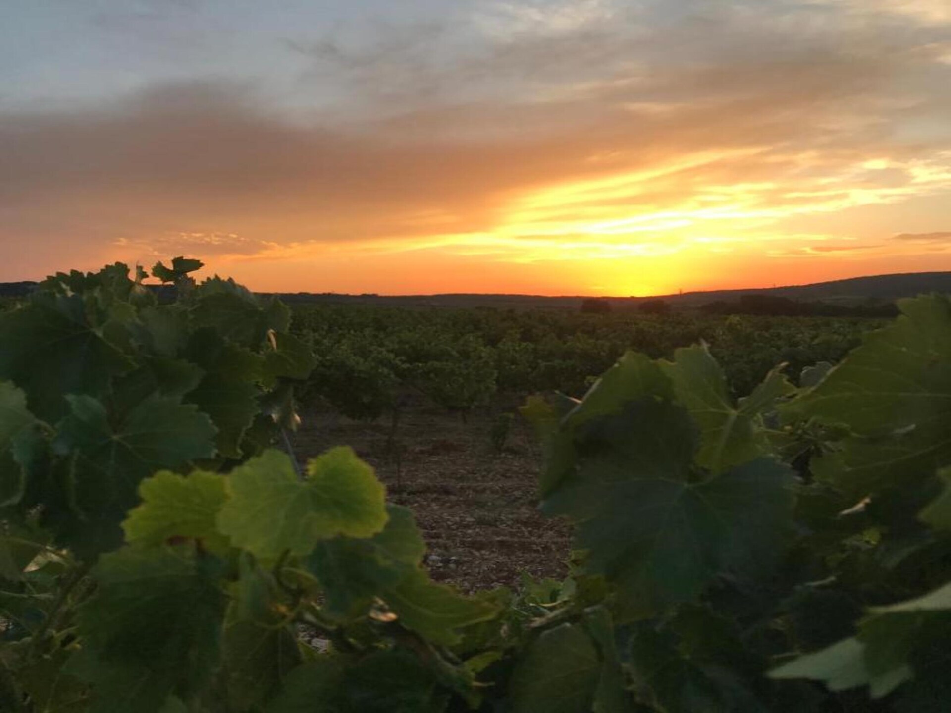 Villa La Treille: charmante villa met zwembad in Tavel, Provence - foto 31