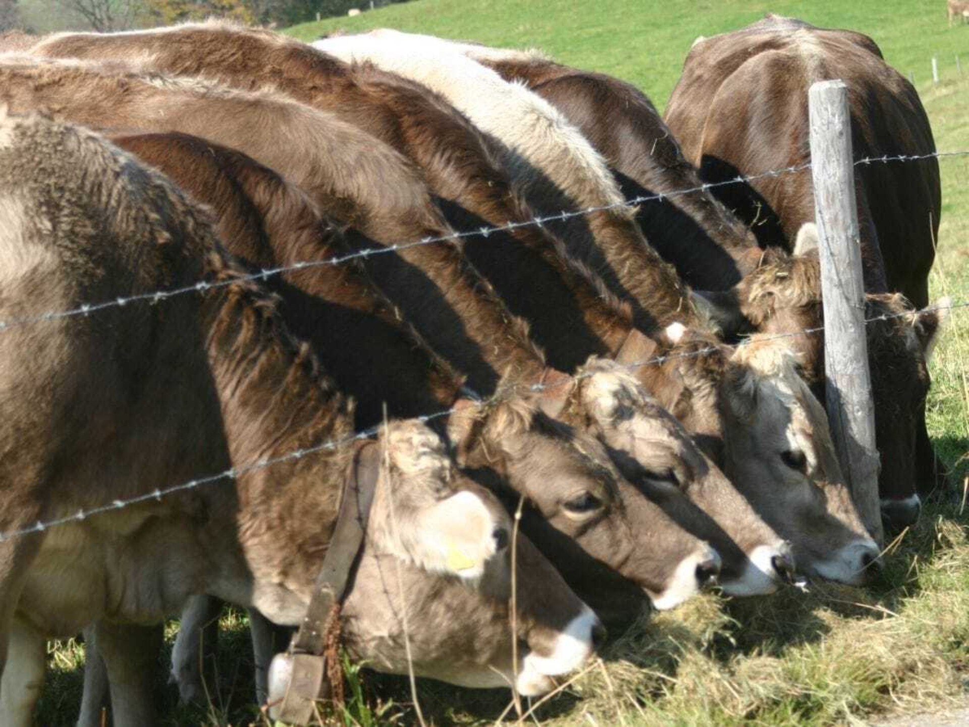 Ruim vakantiehuis voor 8 personen met Zweedse kachel bij Stiefenhofen - foto 20