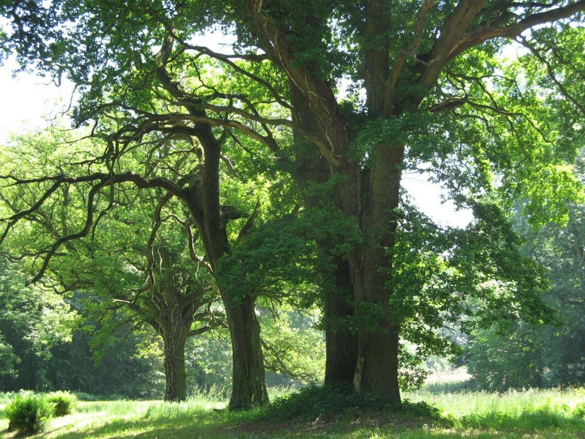 Groots groepsverblijf in Groß Schwansee met sauna en speeltuin - foto 38