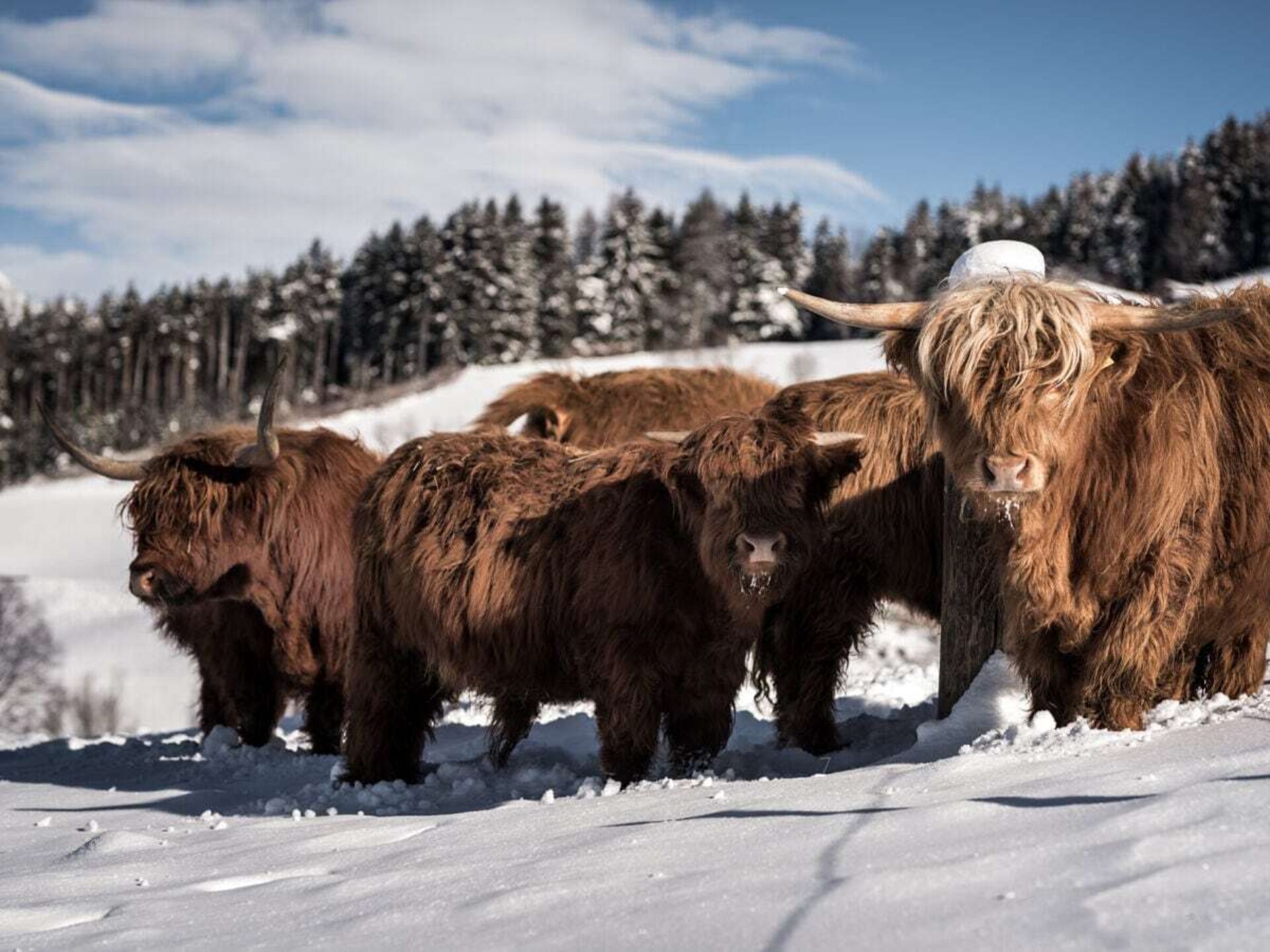 Klimaathuis A in Reischach: rustiek terras aan de voet van Kronplatz - foto 18