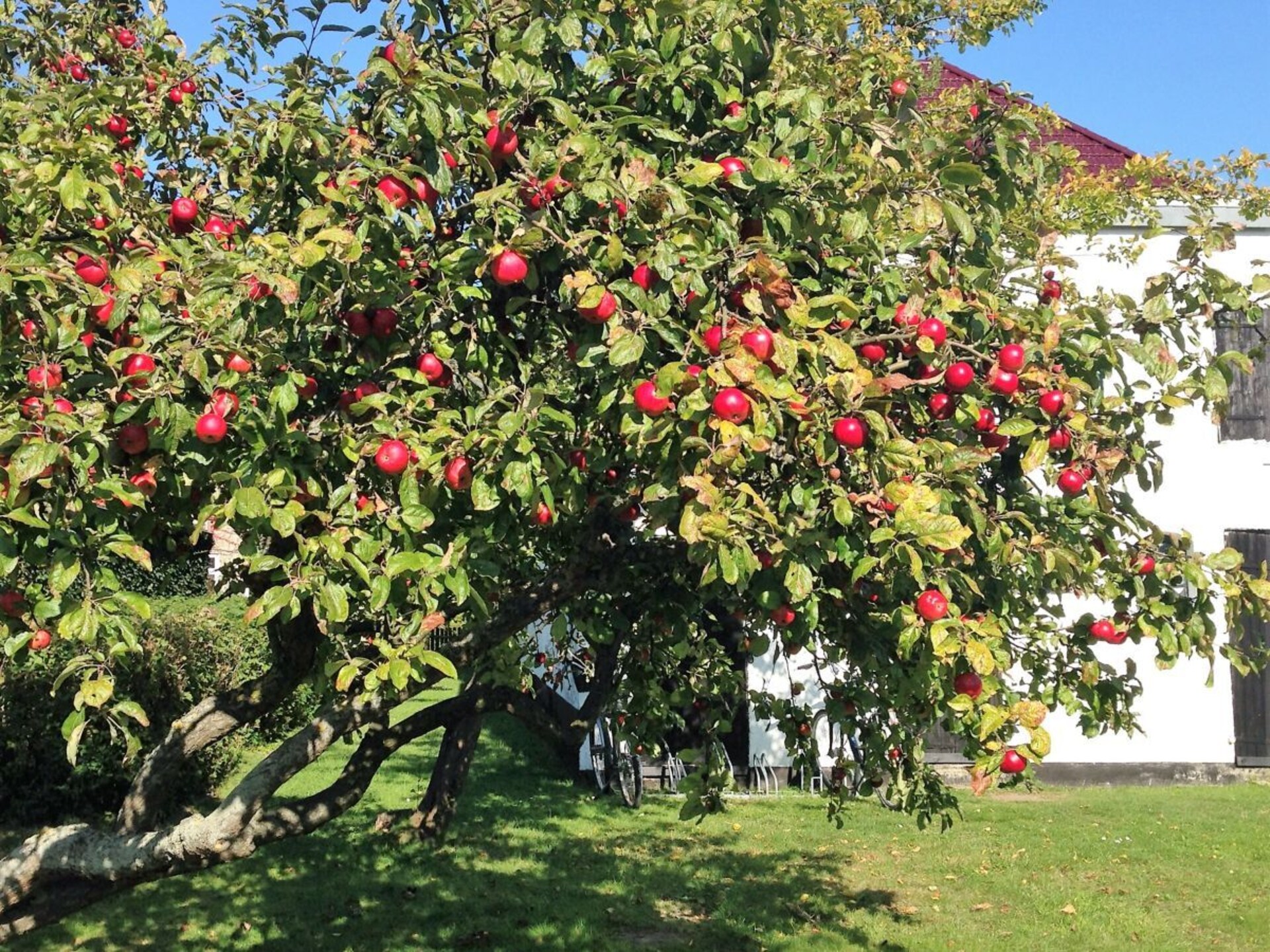 Appartement Seestern in Villa Waldtraut – Uitzicht op het stadsbos nabij het strand - foto 21