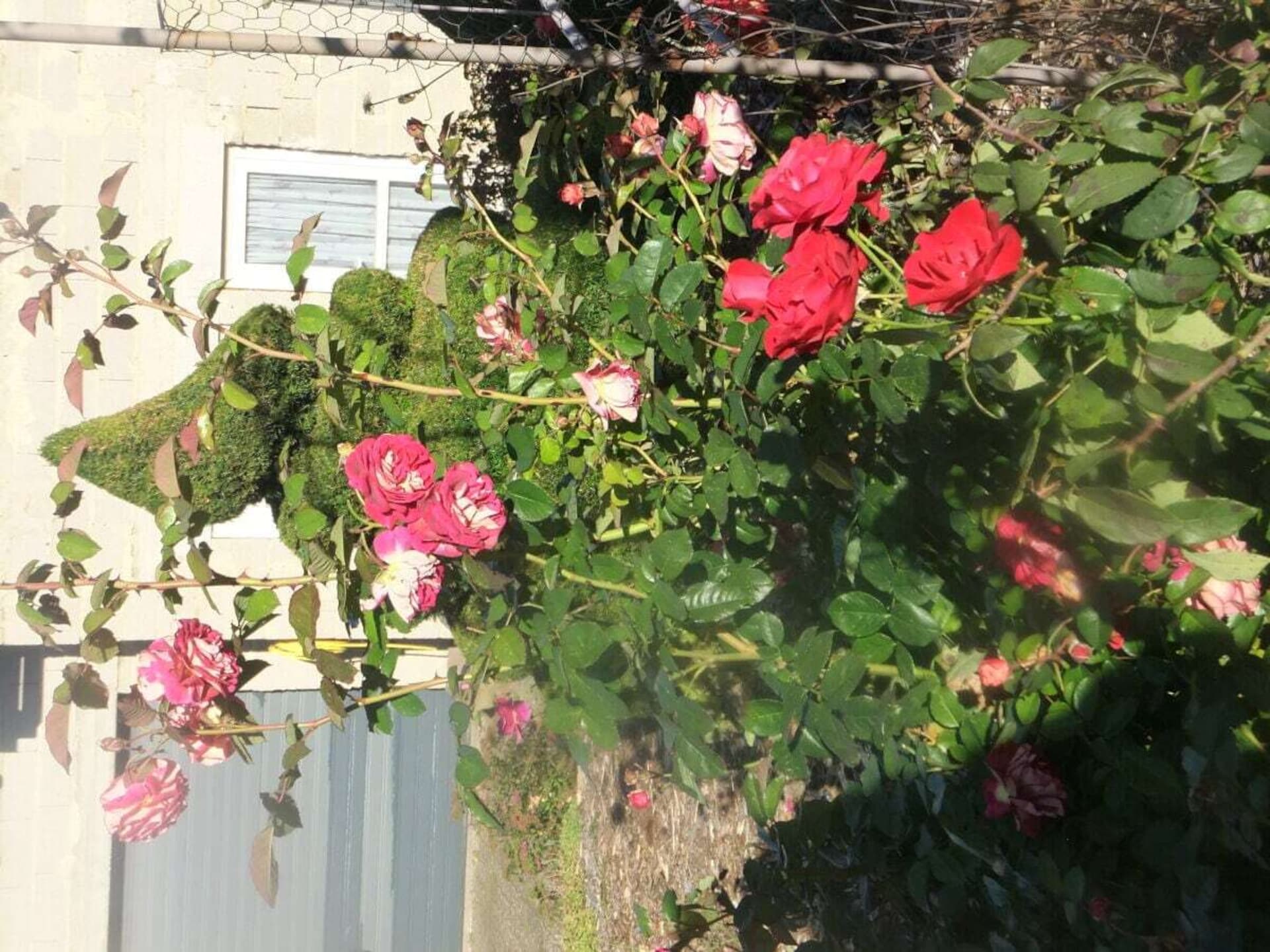 In het centrum van Beuren: Ruim vakantiehuis voor 6 personen - foto 13