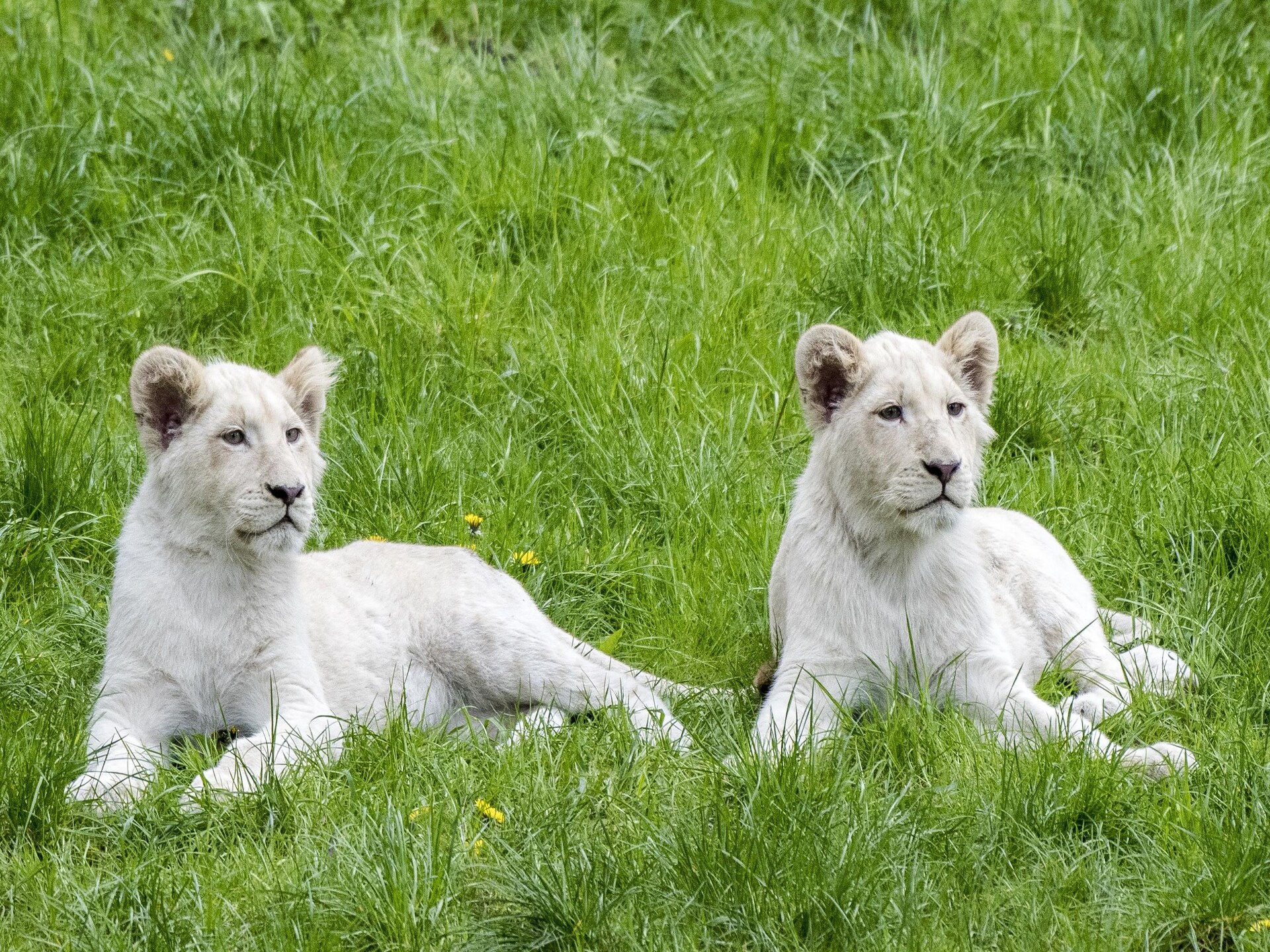 Tentlodge voor 2 in de Lüneburger Heide bij Hodenhagen - foto 28