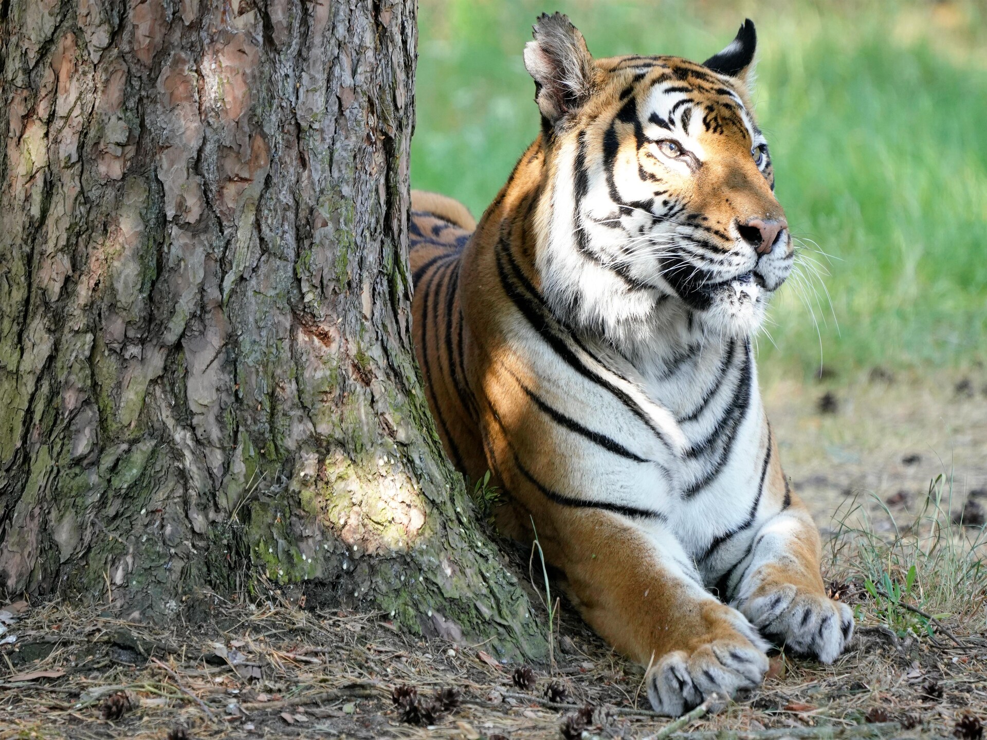 Tentlodge voor 2 in de Lüneburger Heide bij Hodenhagen - foto 29