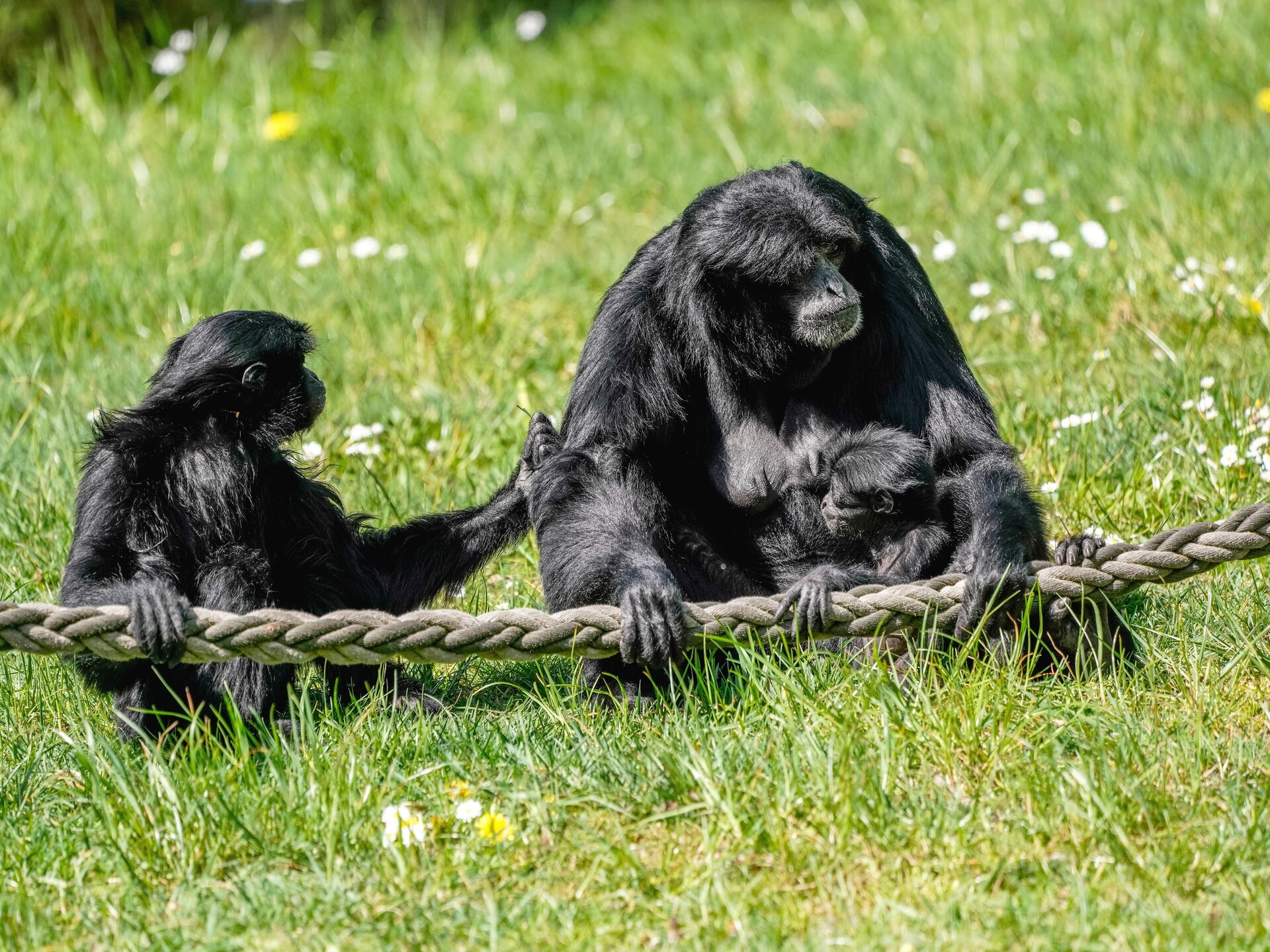 Tentlodge voor 2 in de Lüneburger Heide bij Hodenhagen - foto 34