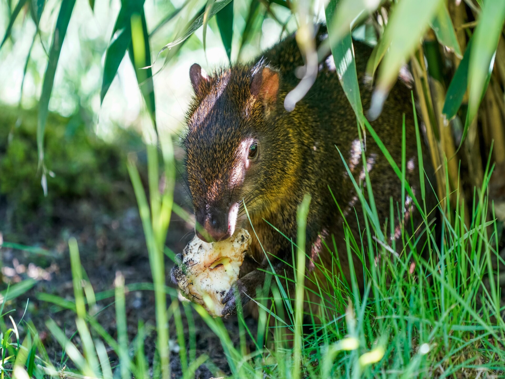 Stijlvolle safaritent voor 4 in de Lüneburger Heide bij Hodenhagen - foto 35