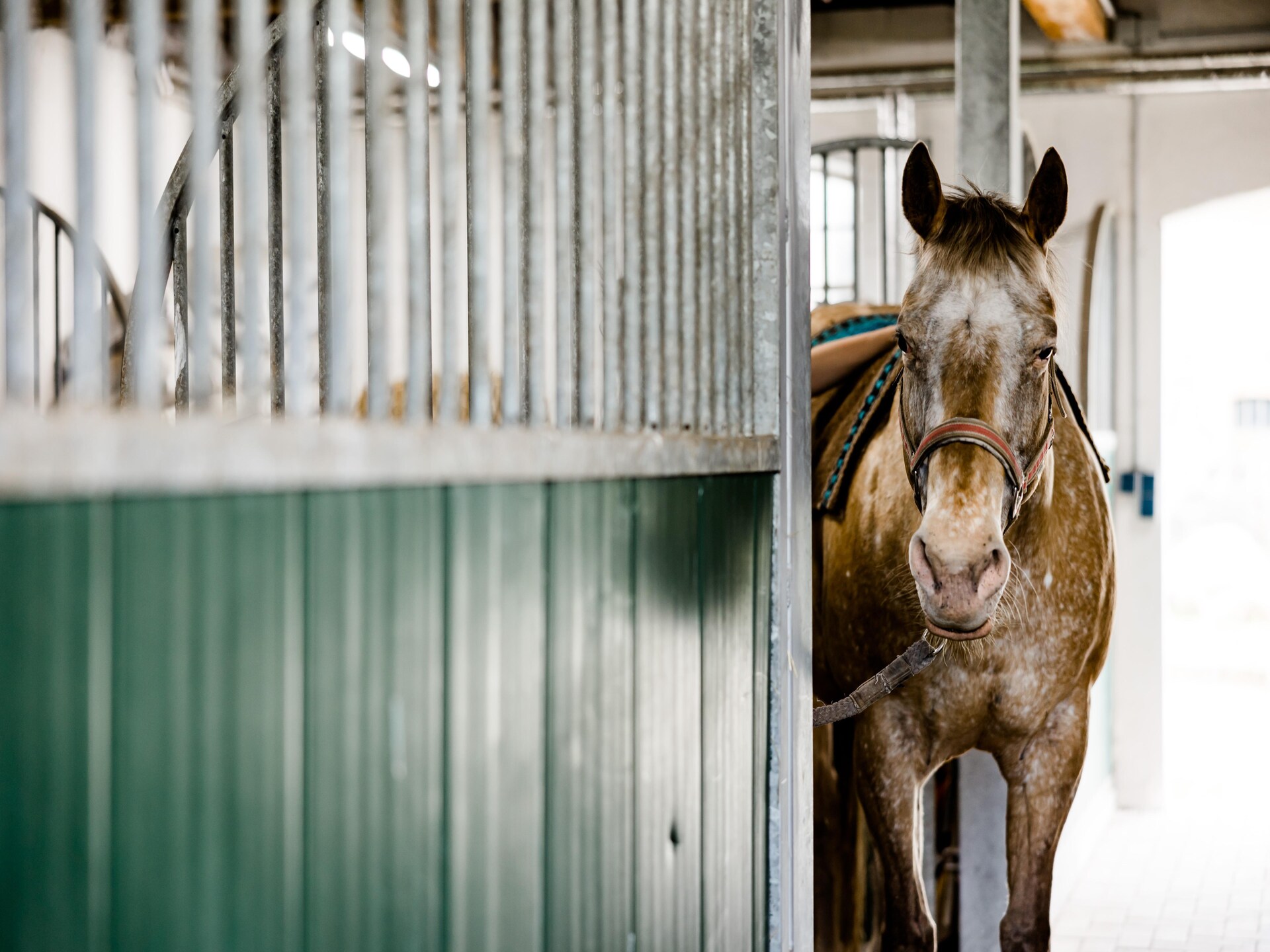 Knus landhuisappartement bij Neuklostersee met paardenstalling - foto 24