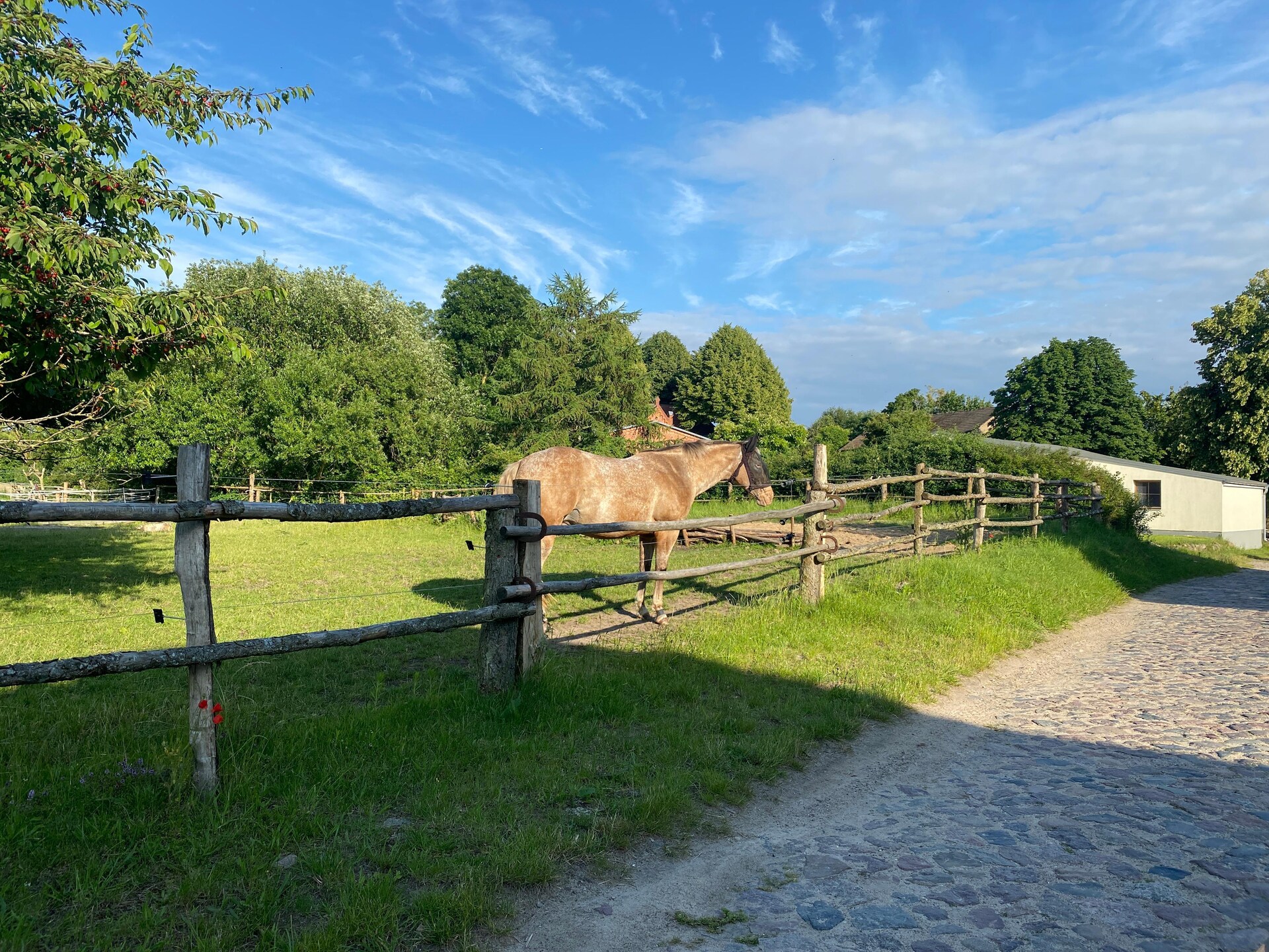 Knus landhuisappartement bij Neuklostersee met paardenstalling - foto 15