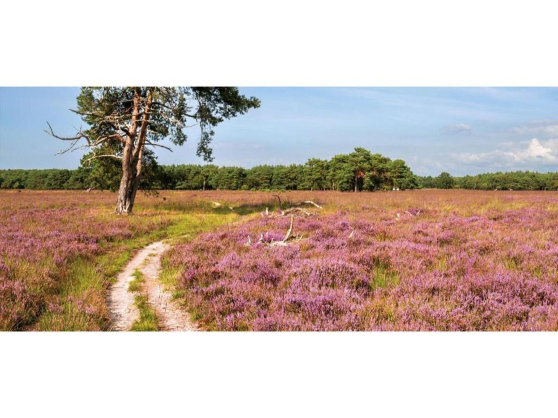 Vrijstaand vakantiehuis Heivlinder voor 4 personen op de Veluwe - foto 32