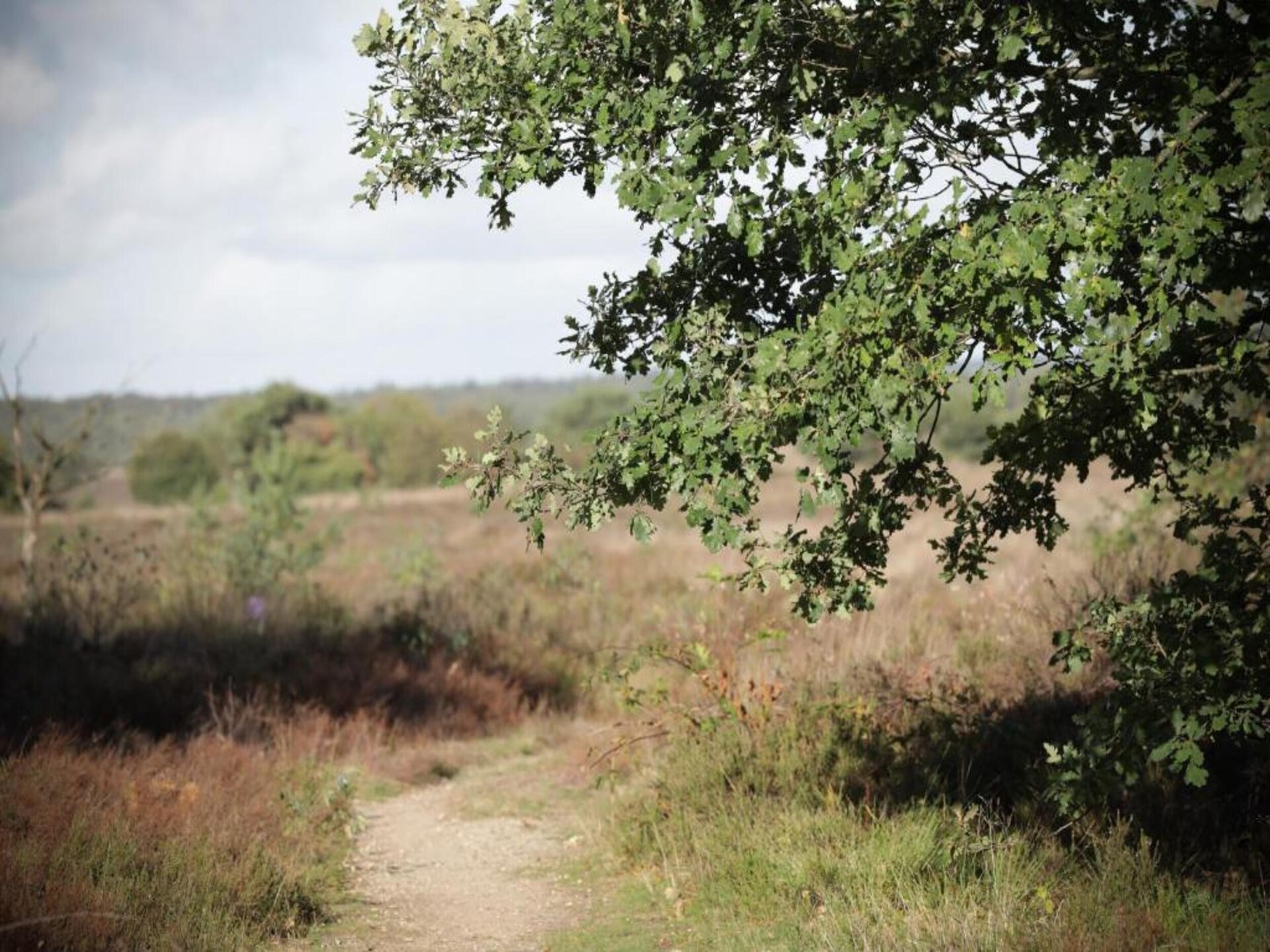 Gezellig boerderijhuisje bij Speulderbos en Ermelosche Heide - foto 28