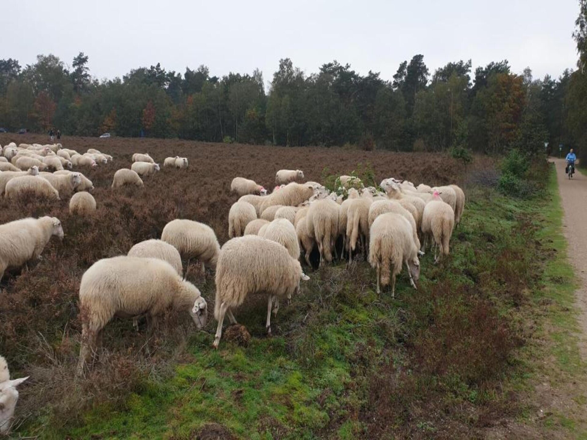 Heivlinder Comfort: sfeervol vakantiehuis op de Veluwe voor 6 personen - foto 16