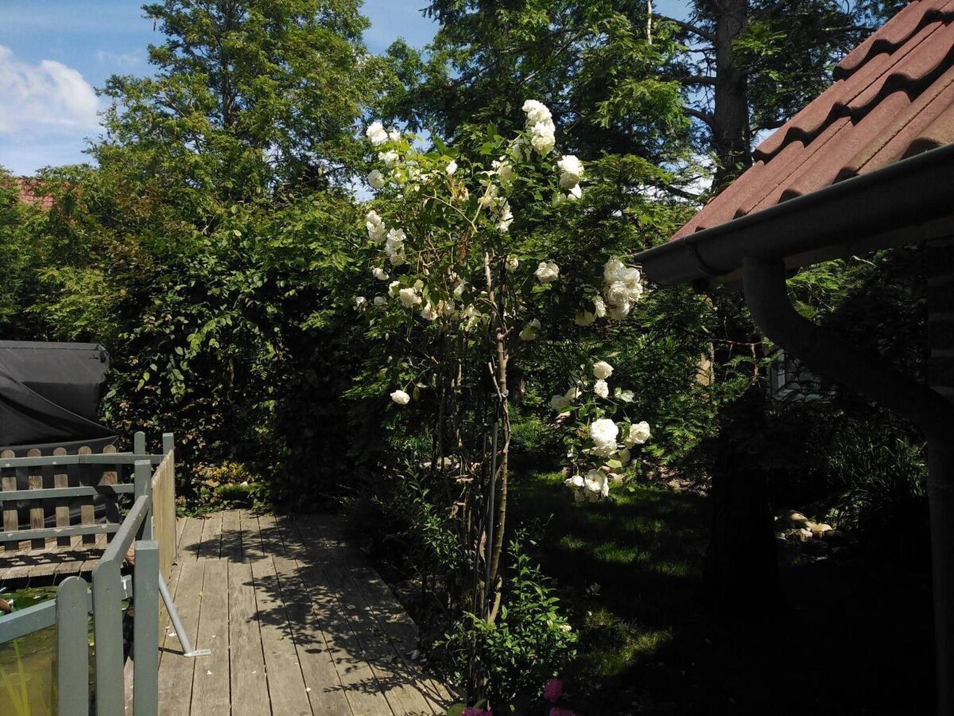 Ruim appartement met grote tuin, vijver en terras op 500m van haven Greetsiel - foto 26