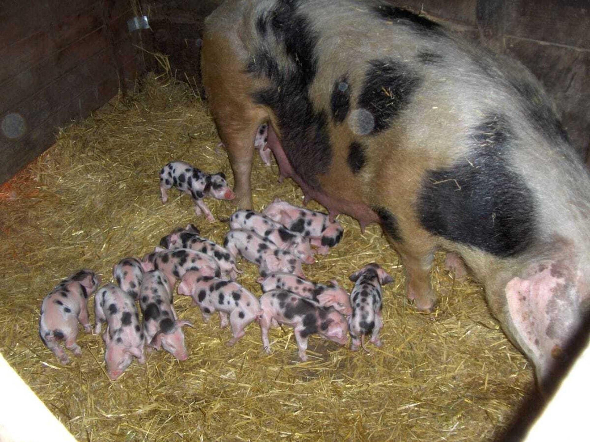 Knus vakantiehuis voor 4 in de Eifel bij Lutzerath - foto 14