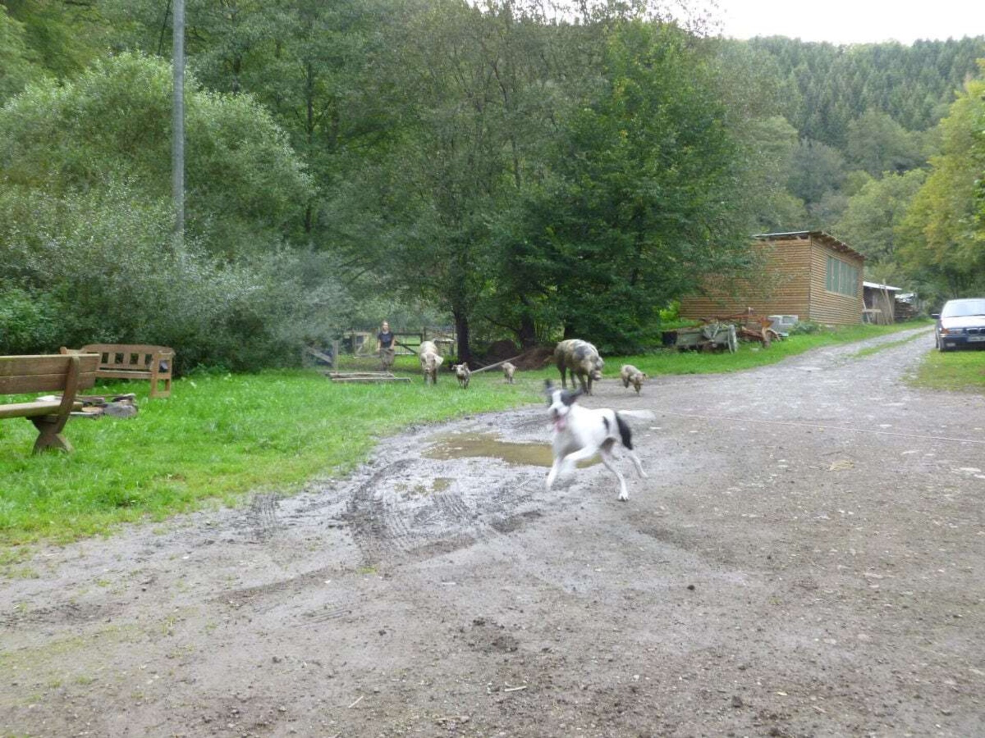 Knus vakantiehuis voor 4 in de Eifel bij Lutzerath - foto 15